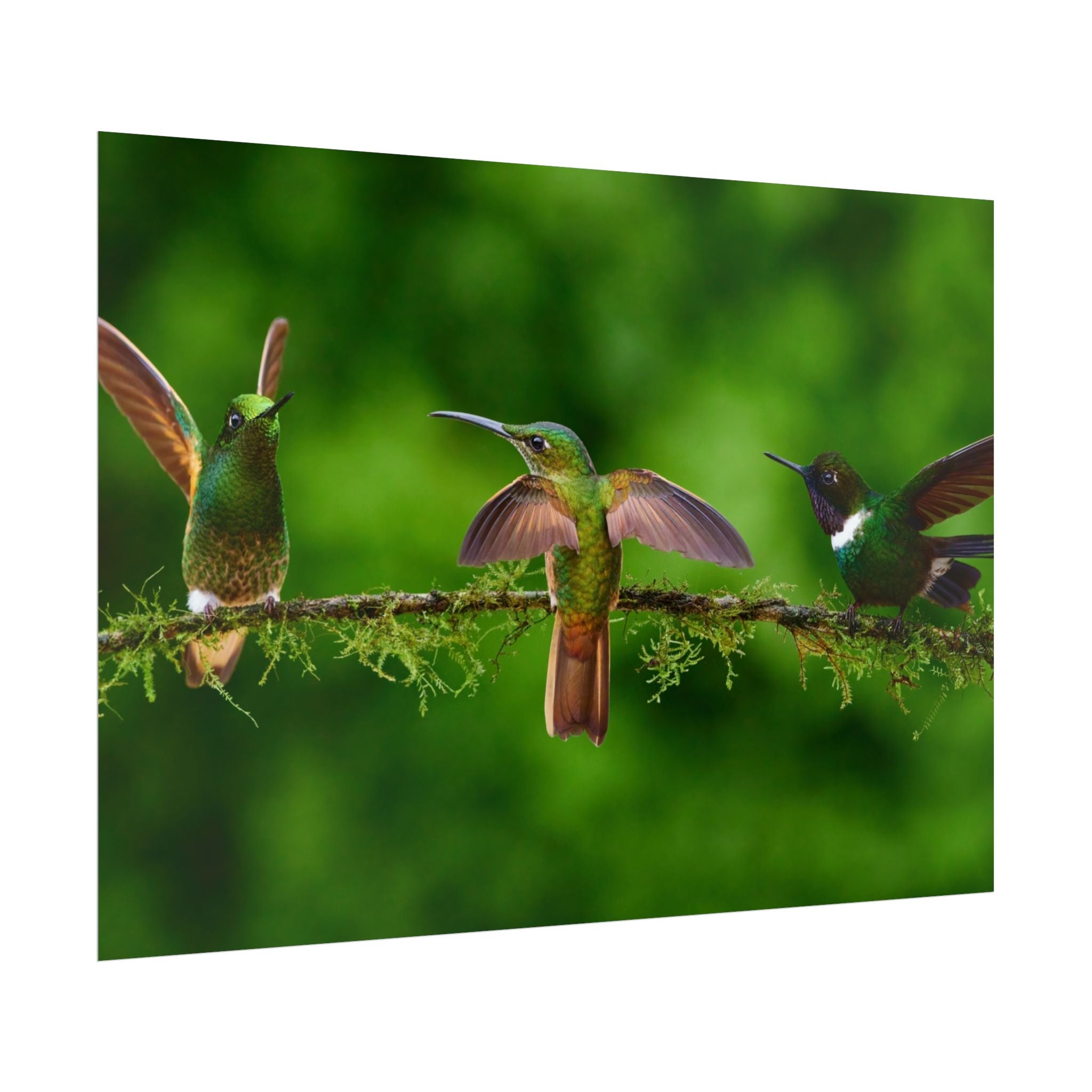 hummingbirds-poster-print-wild-birds-wall-art-home-decor-wall-decor-nature-art-gift-for-bird-lovers-panoramic