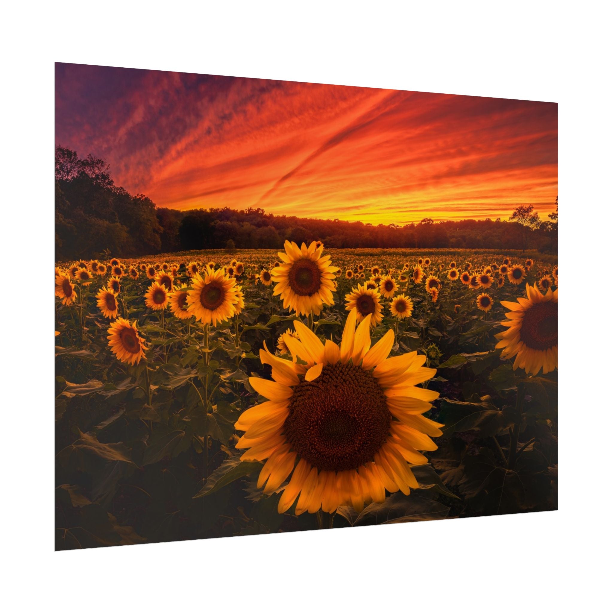 sun-flower-poster-print-sunset-wall-art-decor-home-decor-nature-art-floral-print-gift-for-nature-lovers-farmhouse-wall-decor