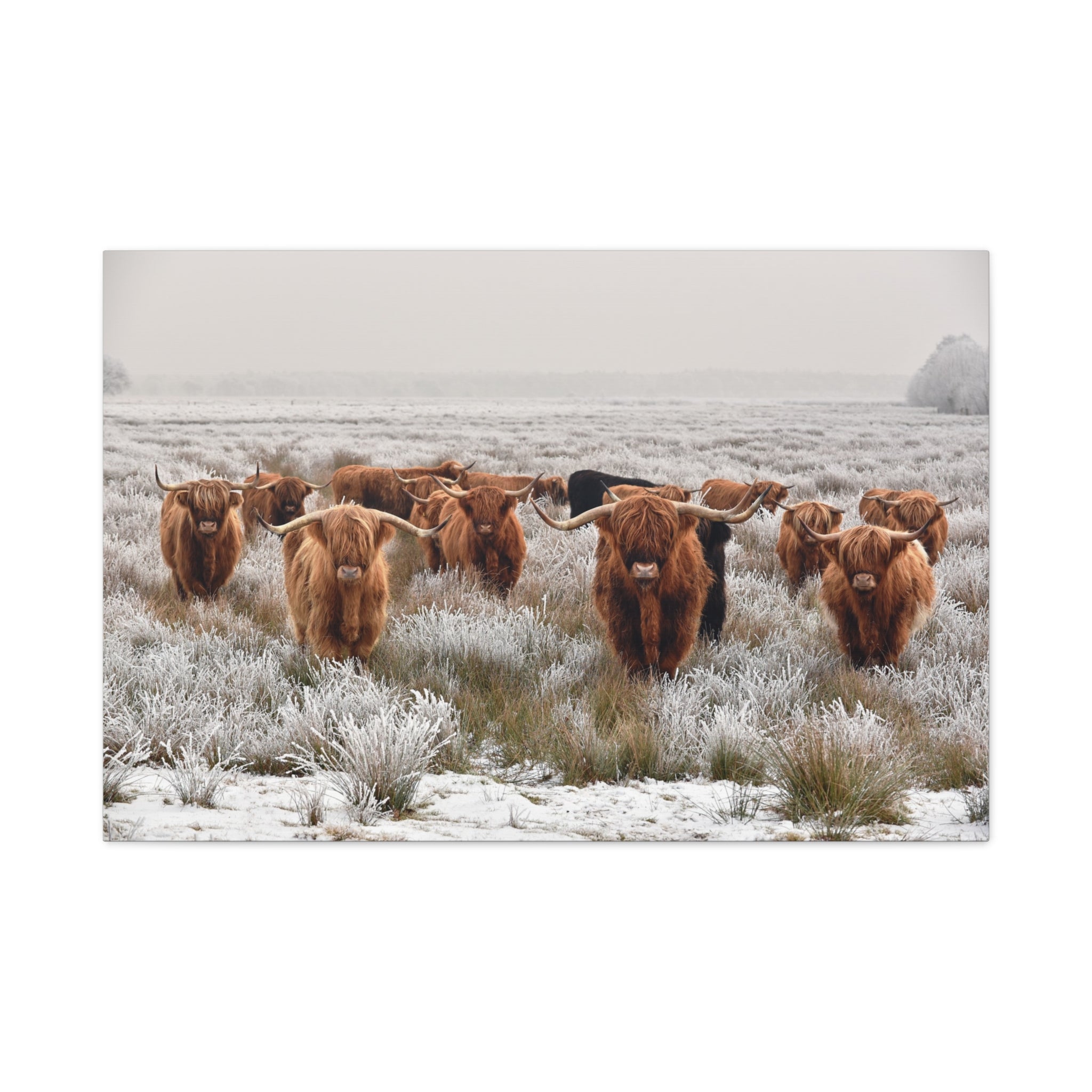 canvas-wall-art-scottish-highland-cow-longhorn-home-decor-stretched-matte-canvas-print-wall-hanging-farmhouse-art-rustic