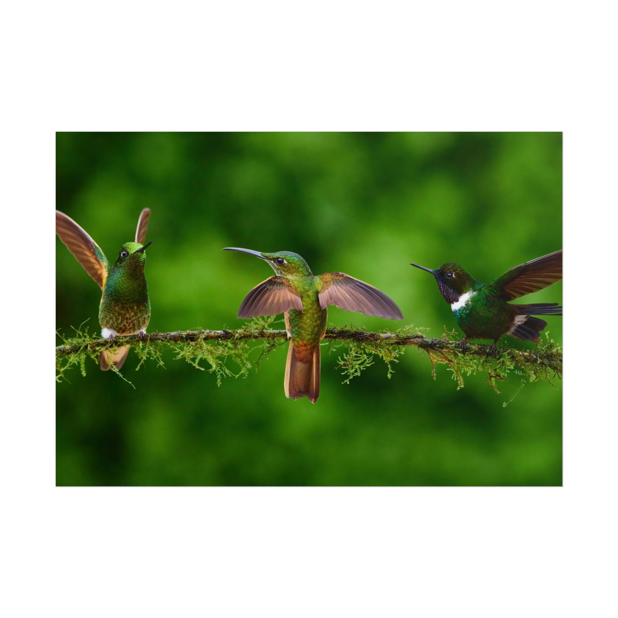 hummingbirds-poster-print-wild-birds-wall-art-home-decor-wall-decor-nature-art-gift-for-bird-lovers-panoramic