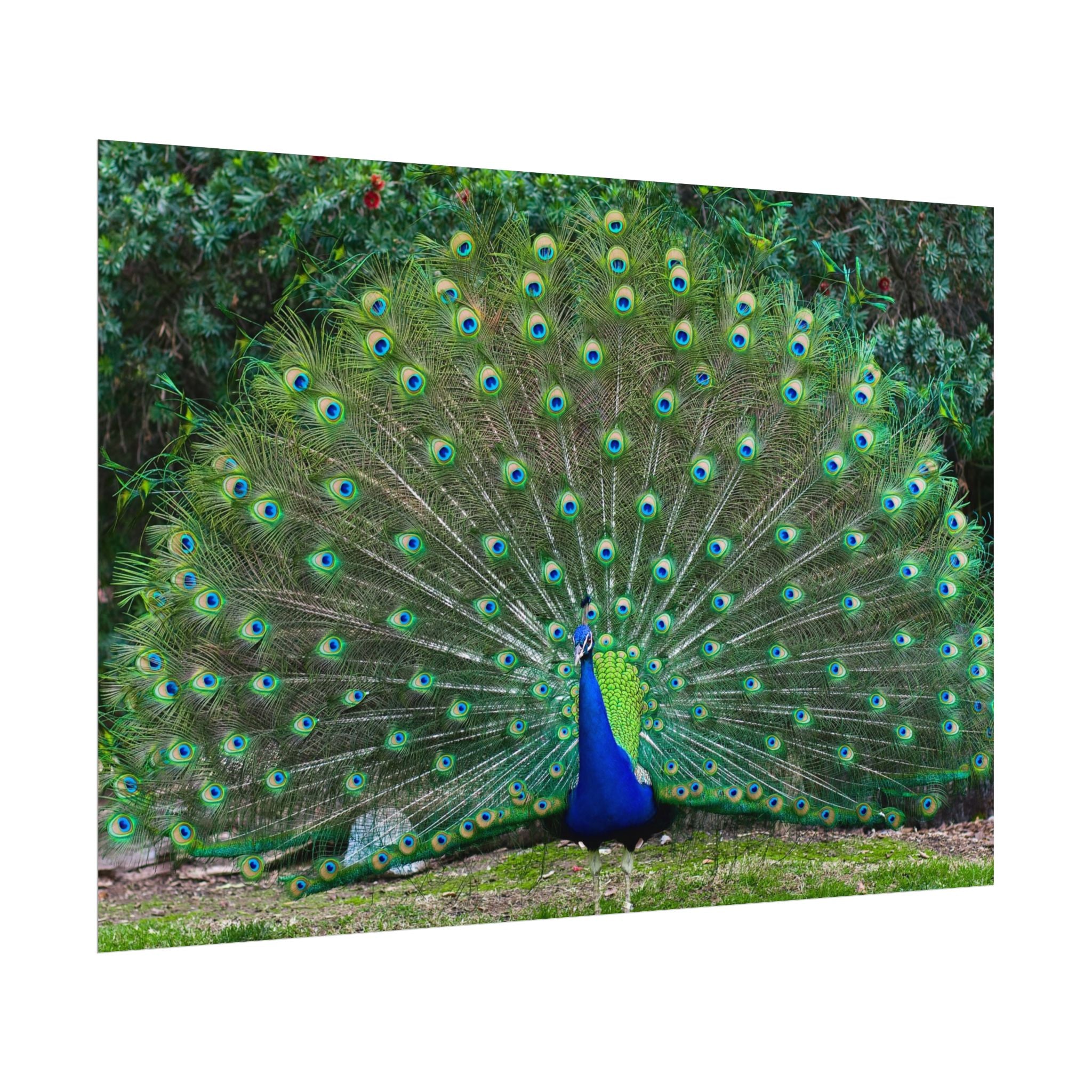 peacock-fine-art-poster-wall-art-print-gift-home-decor-rolled-posters-art-prints-unique-room-decor-animal-lover-gift-nature