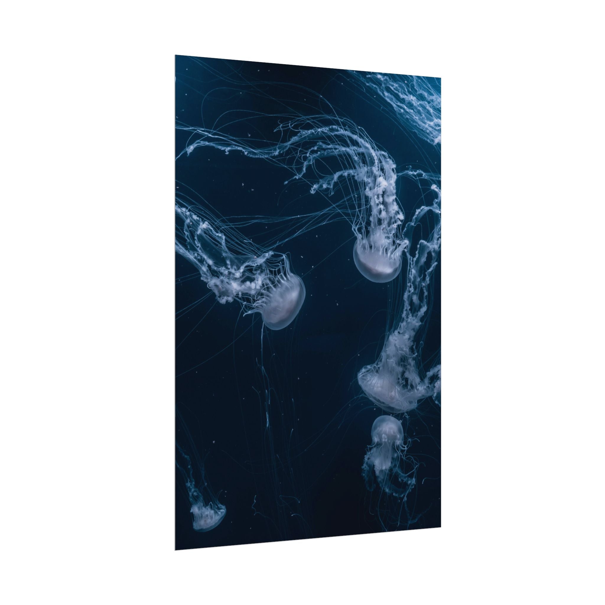 long-jellyfish-wall-art-poster-print-wall-hanging-ocean-life-deep-ocean-decor-home-decor-housewarming-gift