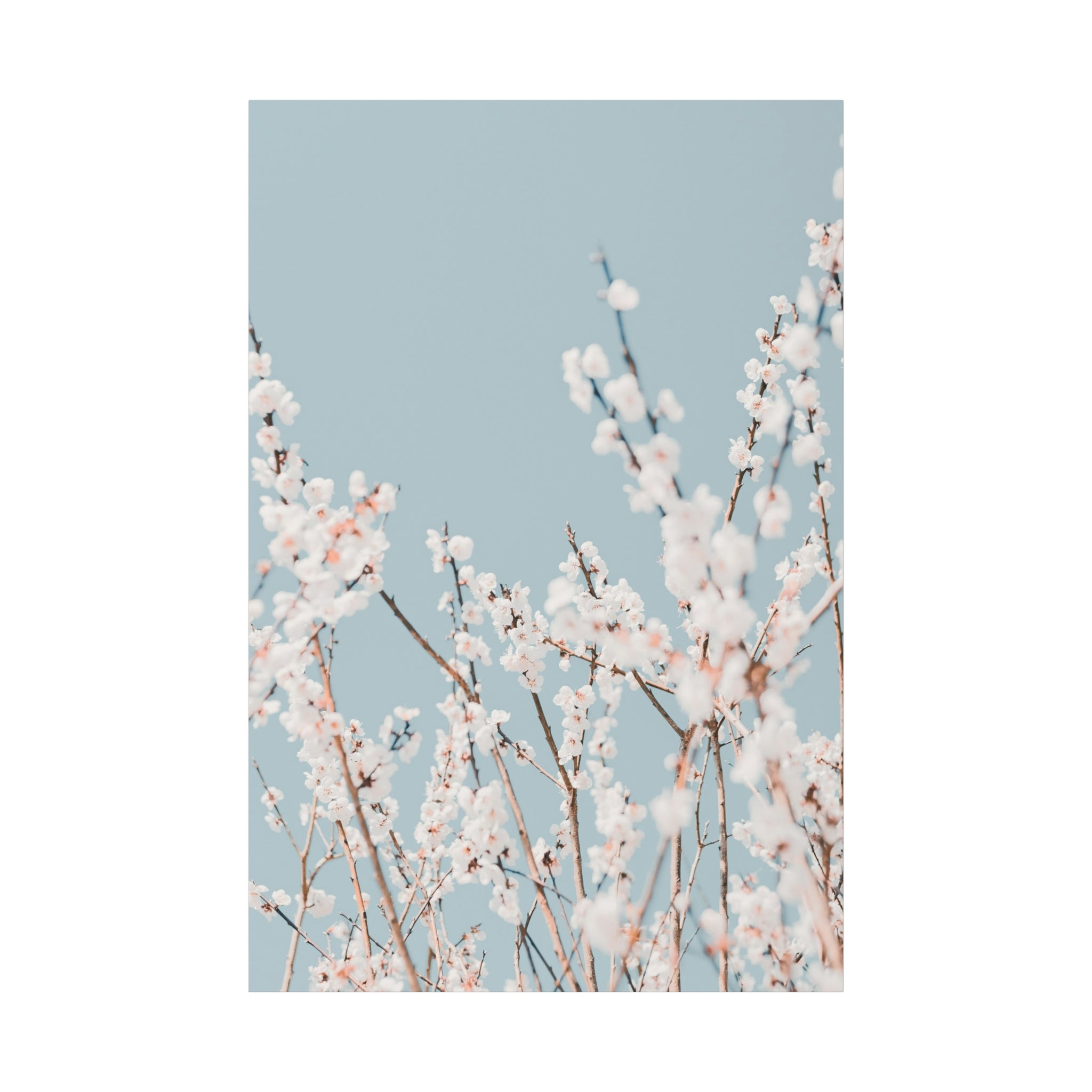canvas-print-blossom-flowers-minimalist-aesthetic-wall-art-matte-stretched-1-25in-home-decor-floral-decor-elegant-artwork