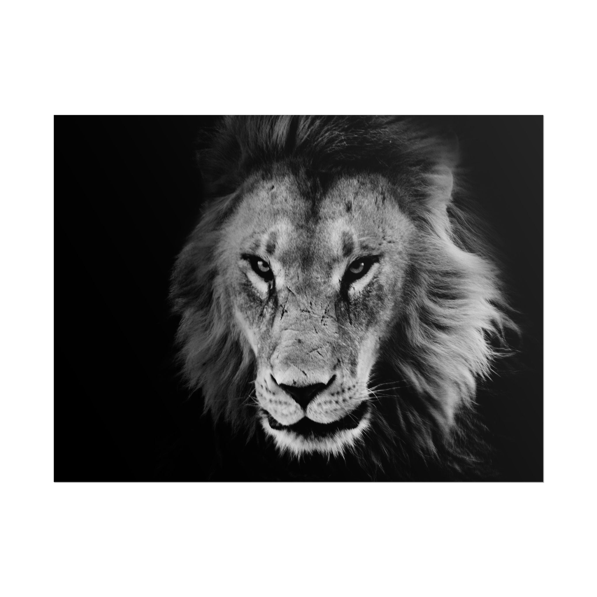 poster-print-lion-wall-art-black-and-white-living-room-decor-monochrome-art-lion-poster-jungle-animal-art-print-wildlife-safa