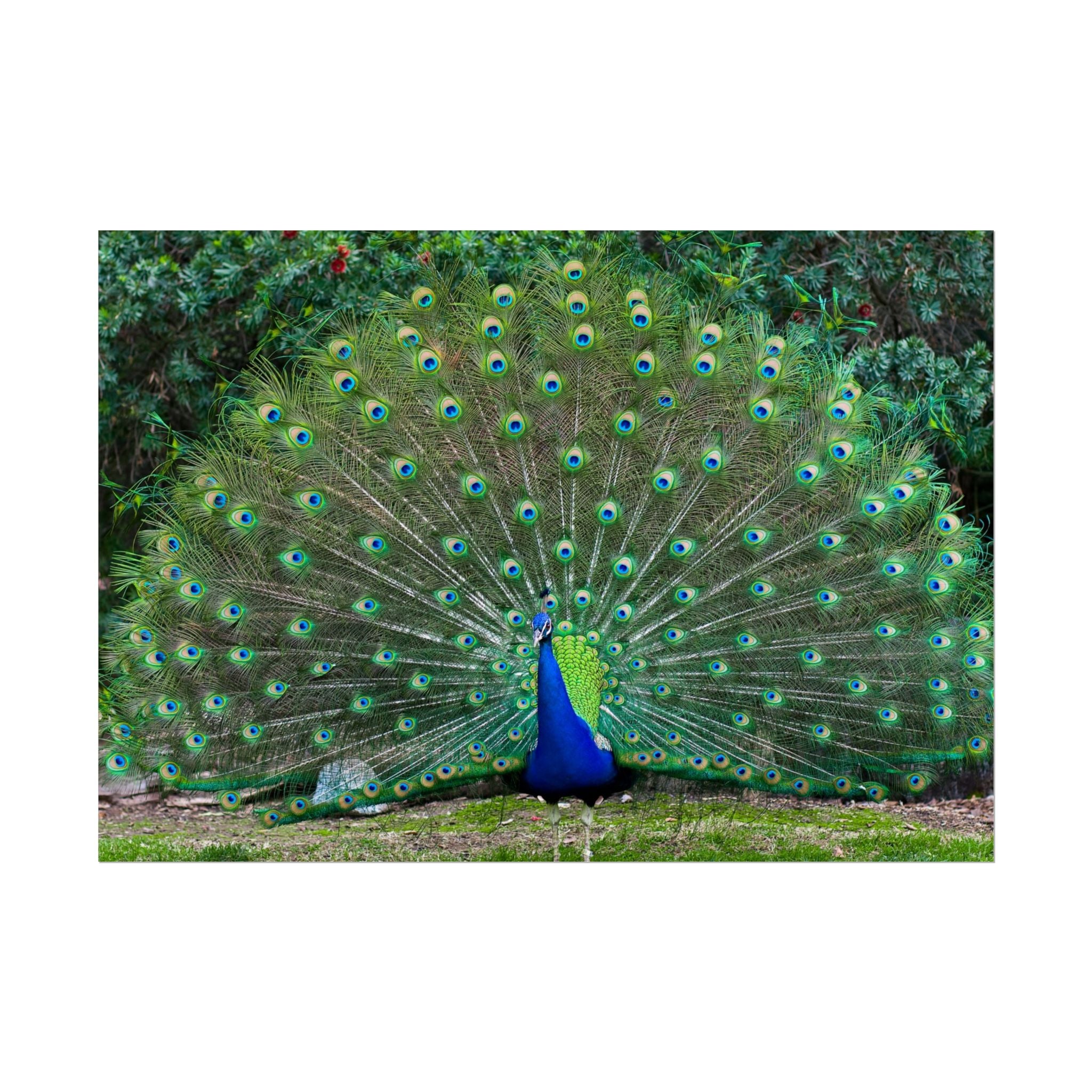 peacock-fine-art-poster-wall-art-print-gift-home-decor-rolled-posters-art-prints-unique-room-decor-animal-lover-gift-nature