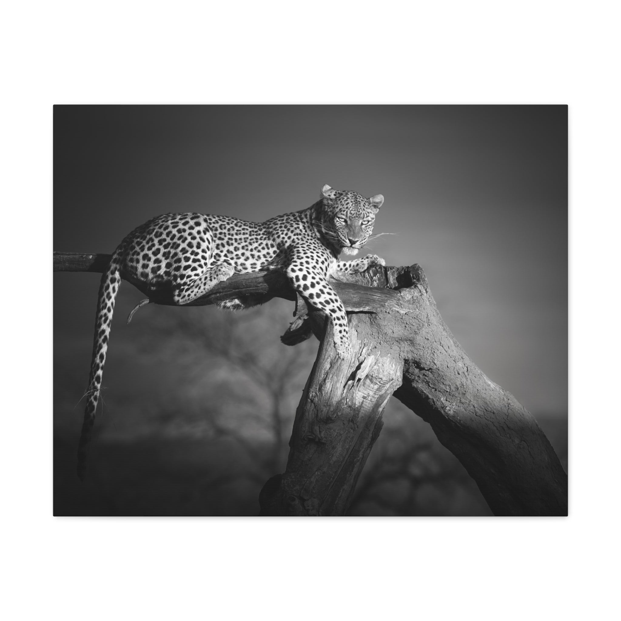 canvas-print-leopard-africa-savanna-wall-decor-black-and-white-photography-living-room-art-stretched-matte-canvas-home-decor-
