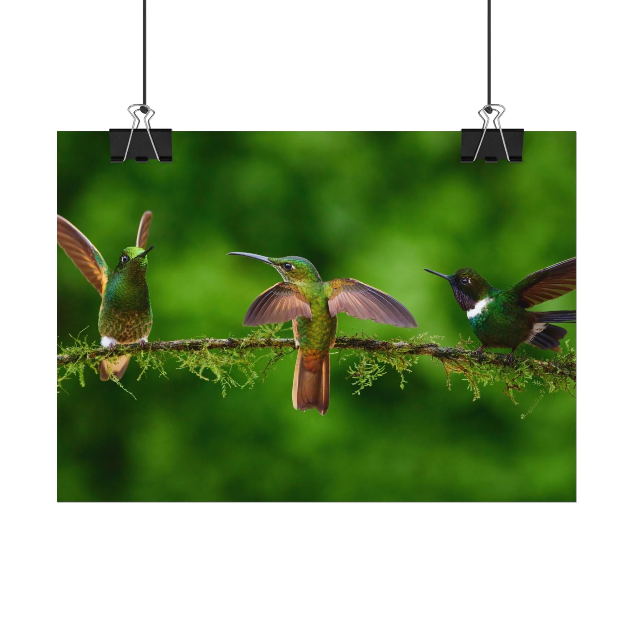 hummingbirds-poster-print-wild-birds-wall-art-home-decor-wall-decor-nature-art-gift-for-bird-lovers-panoramic