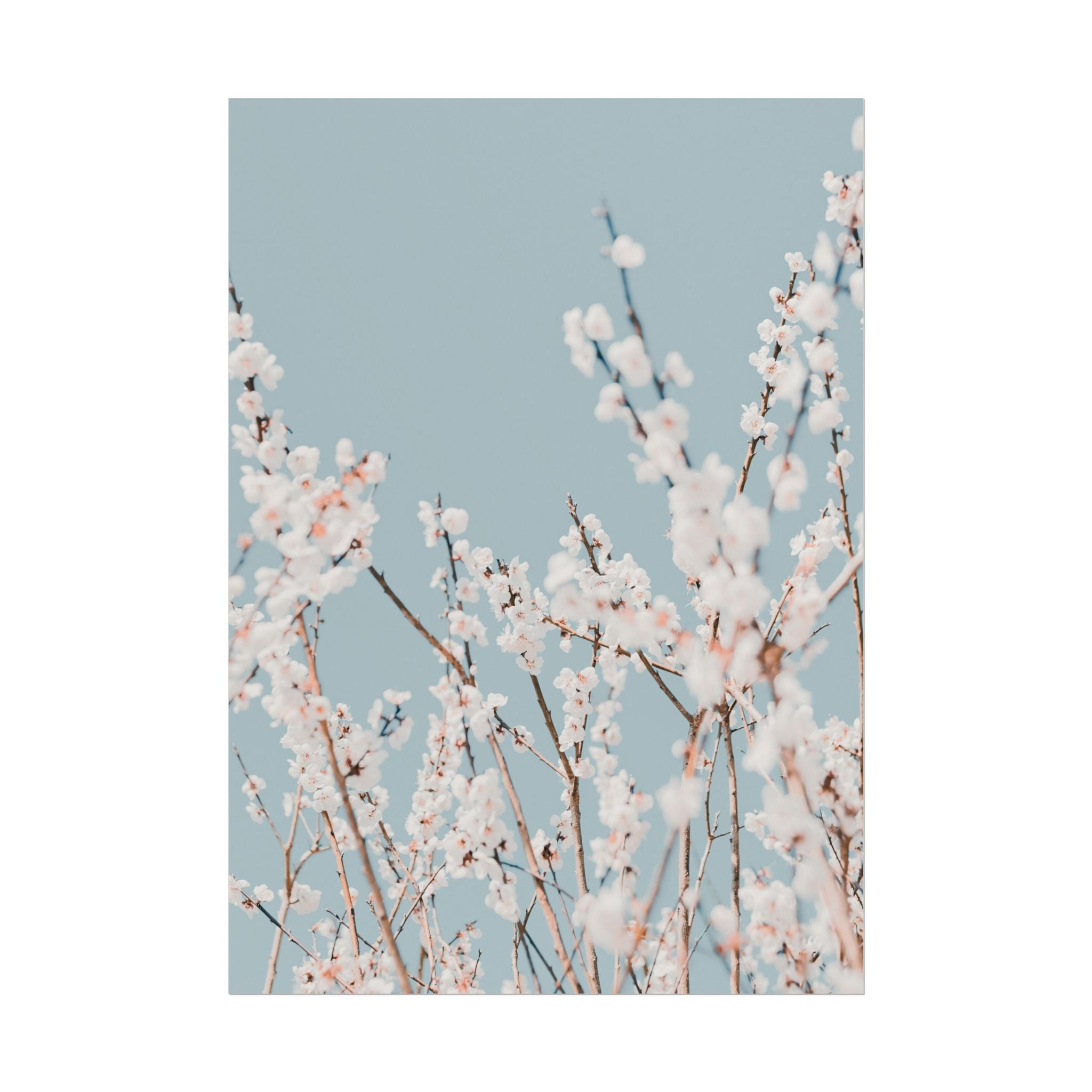 blossom-flowers-poster-print-minimalist-aesthetic-wall-art-fine-art-paper-home-decor-floral-decor-elegant-artwork
