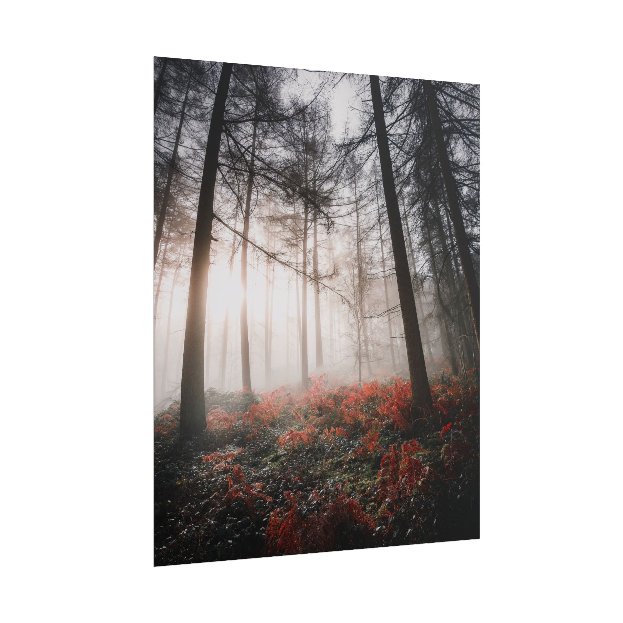 poster-print-misty-woods-art-living-room-wall-decor-sunlight-forest-landscape-aesthetic-nature-art-nature-artwork-poster-gift