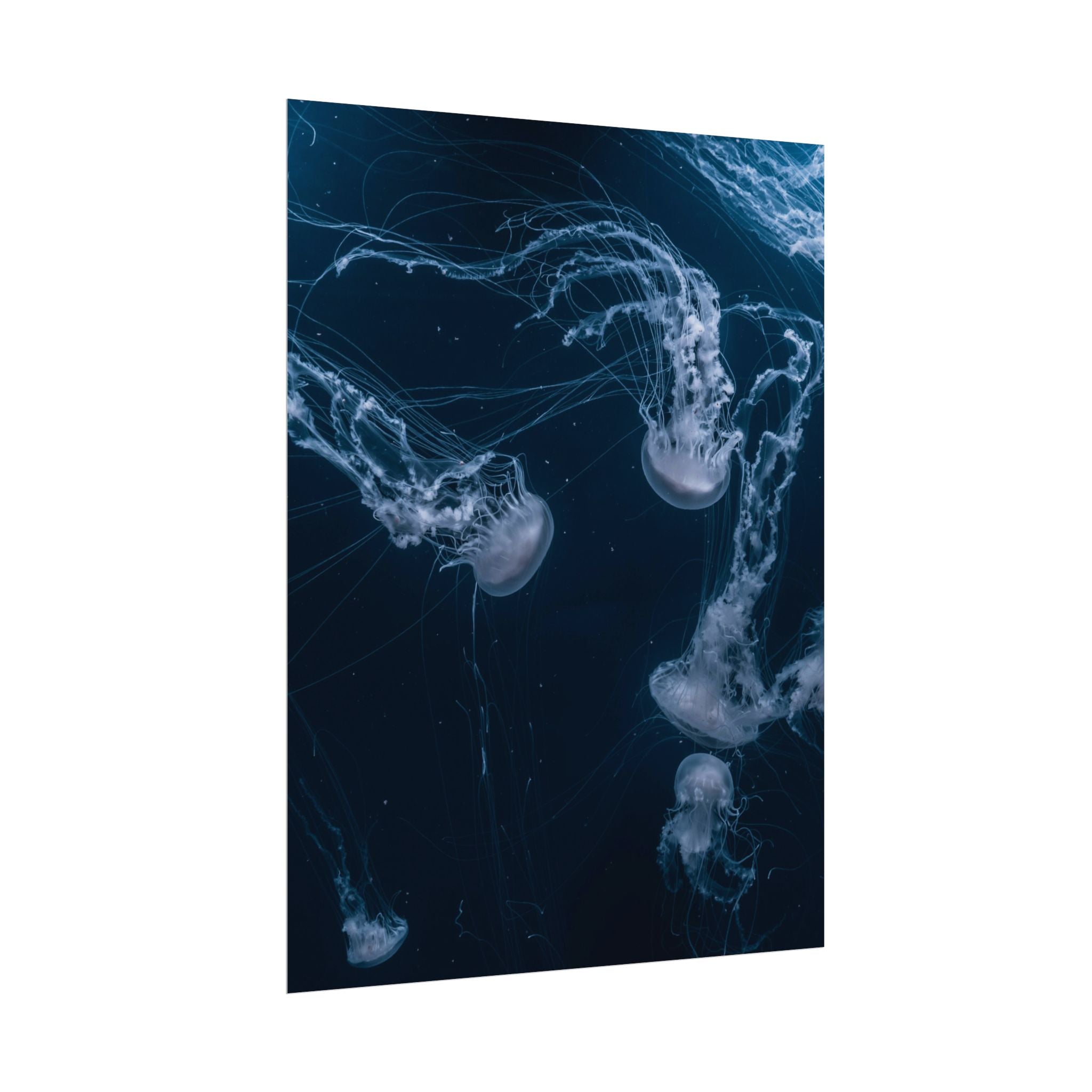 long-jellyfish-wall-art-poster-print-wall-hanging-ocean-life-deep-ocean-decor-home-decor-housewarming-gift