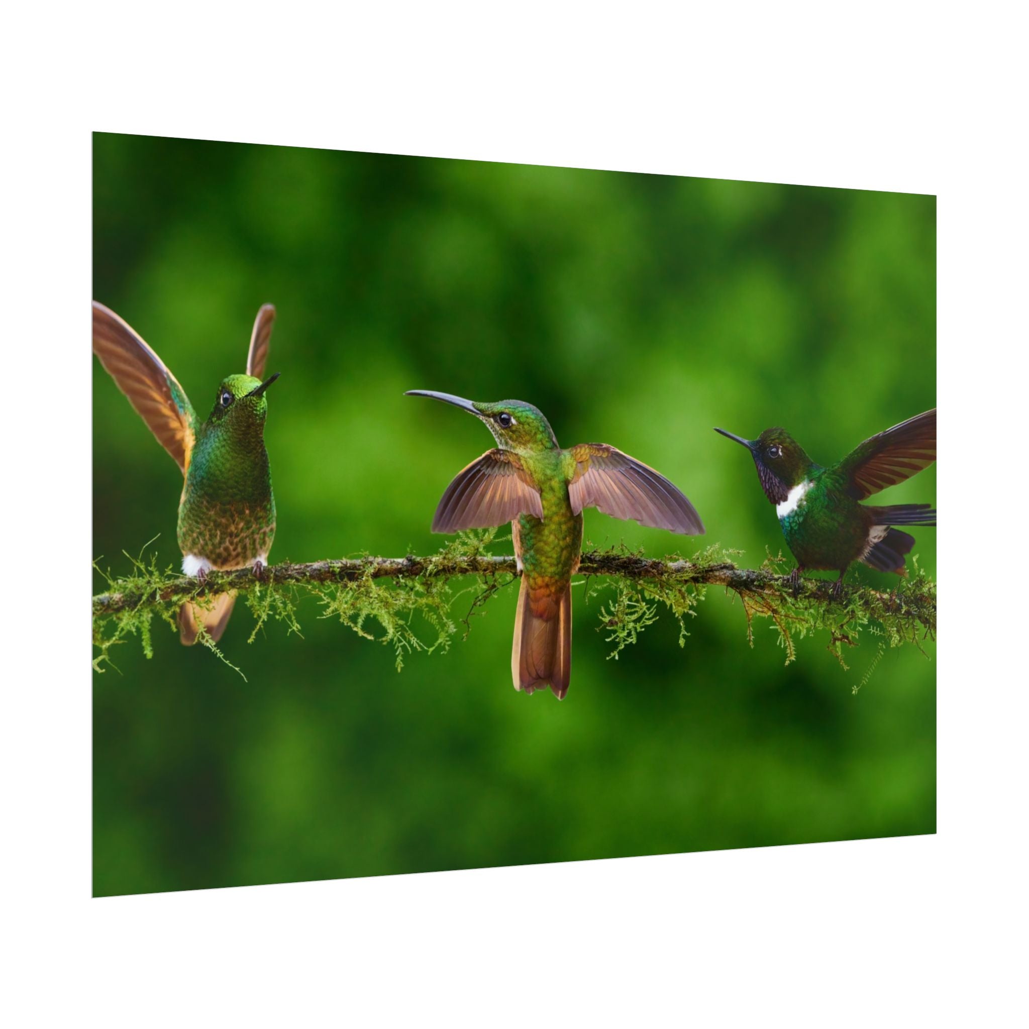 hummingbirds-poster-print-wild-birds-wall-art-home-decor-wall-decor-nature-art-gift-for-bird-lovers-panoramic