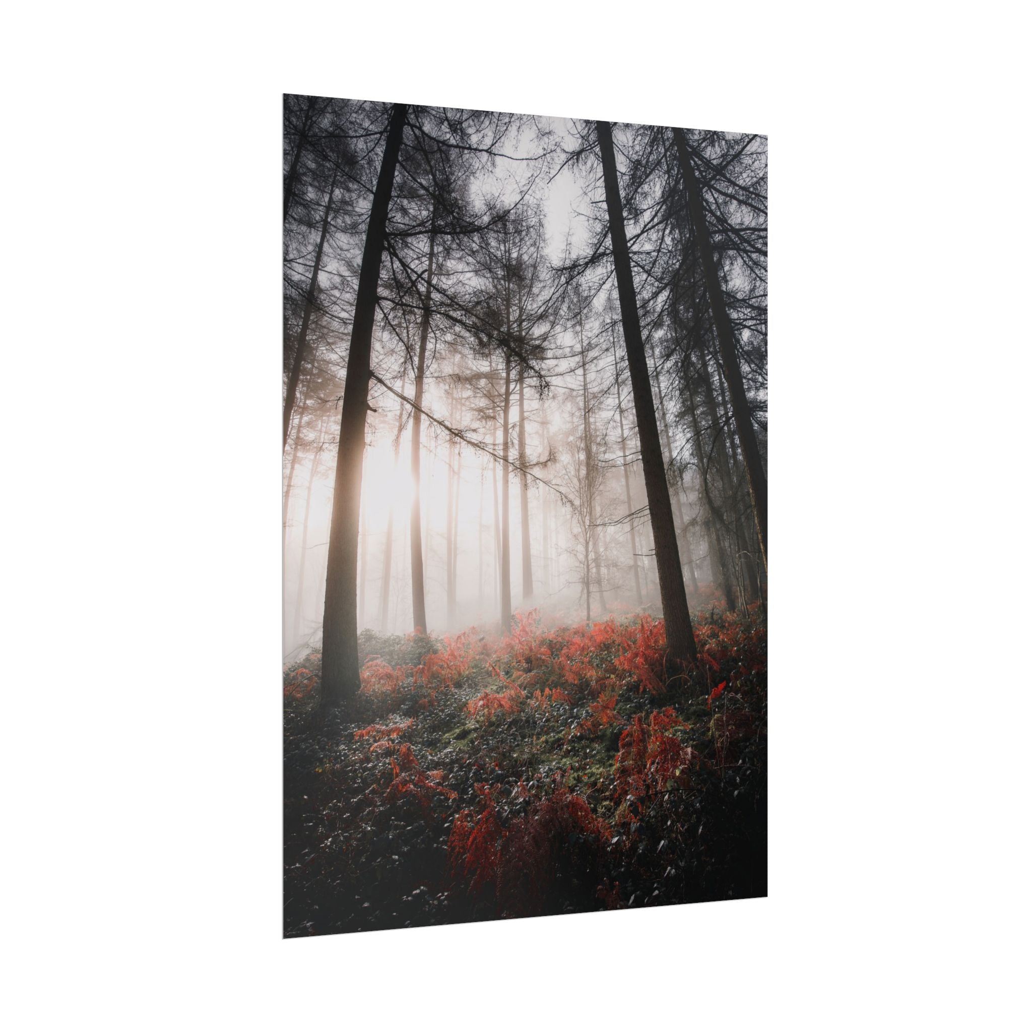 poster-print-misty-woods-art-living-room-wall-decor-sunlight-forest-landscape-aesthetic-nature-art-nature-artwork-poster-gift