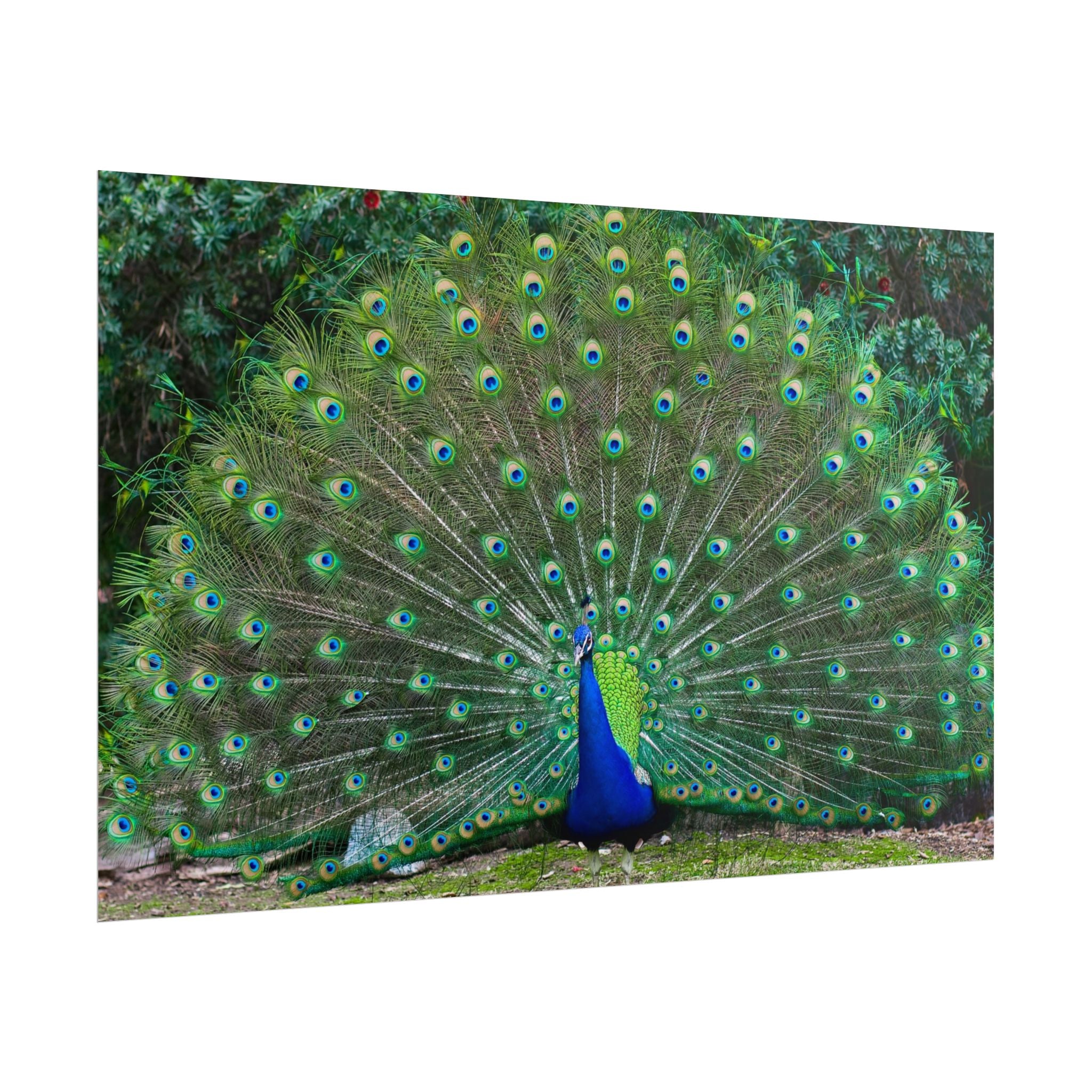 peacock-fine-art-poster-wall-art-print-gift-home-decor-rolled-posters-art-prints-unique-room-decor-animal-lover-gift-nature