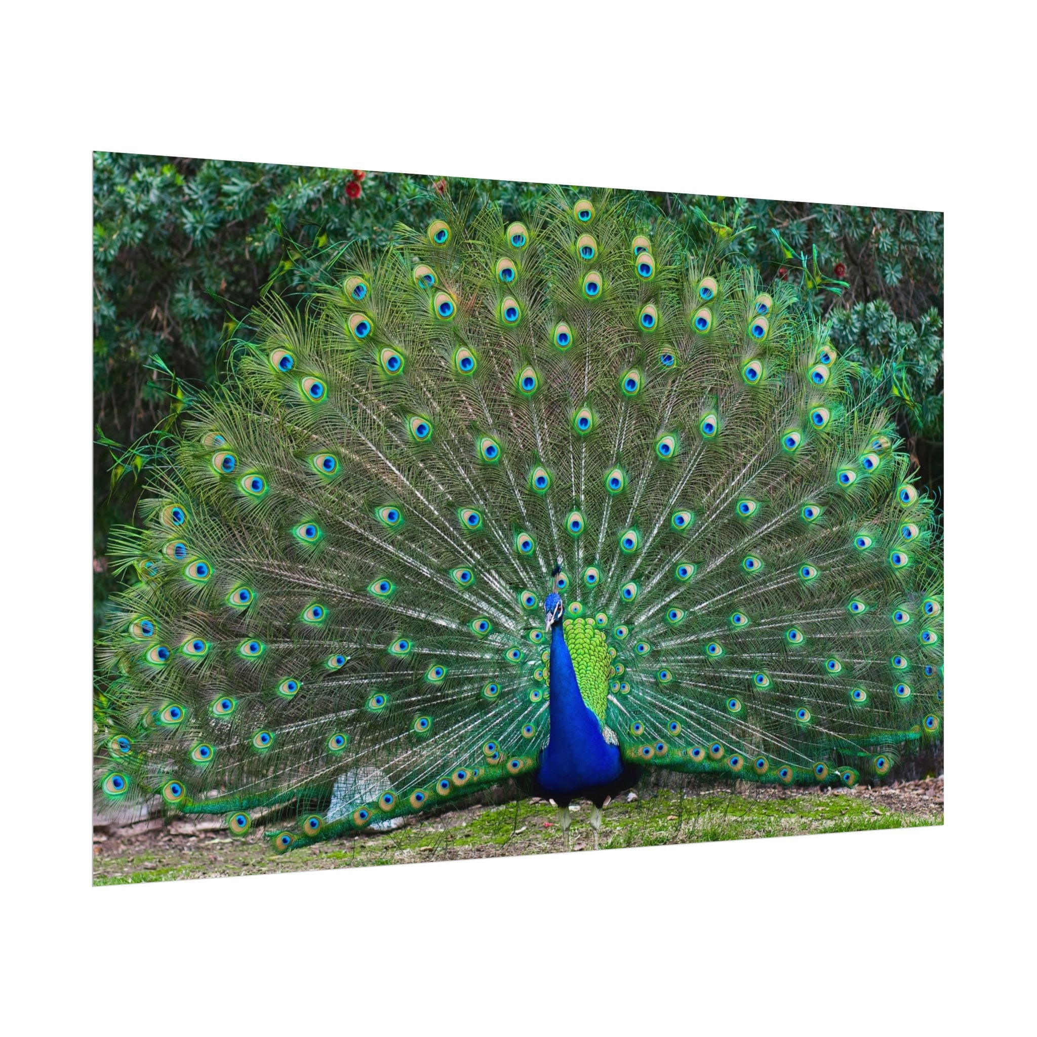 peacock-fine-art-poster-wall-art-print-gift-home-decor-rolled-posters-art-prints-unique-room-decor-animal-lover-gift-nature