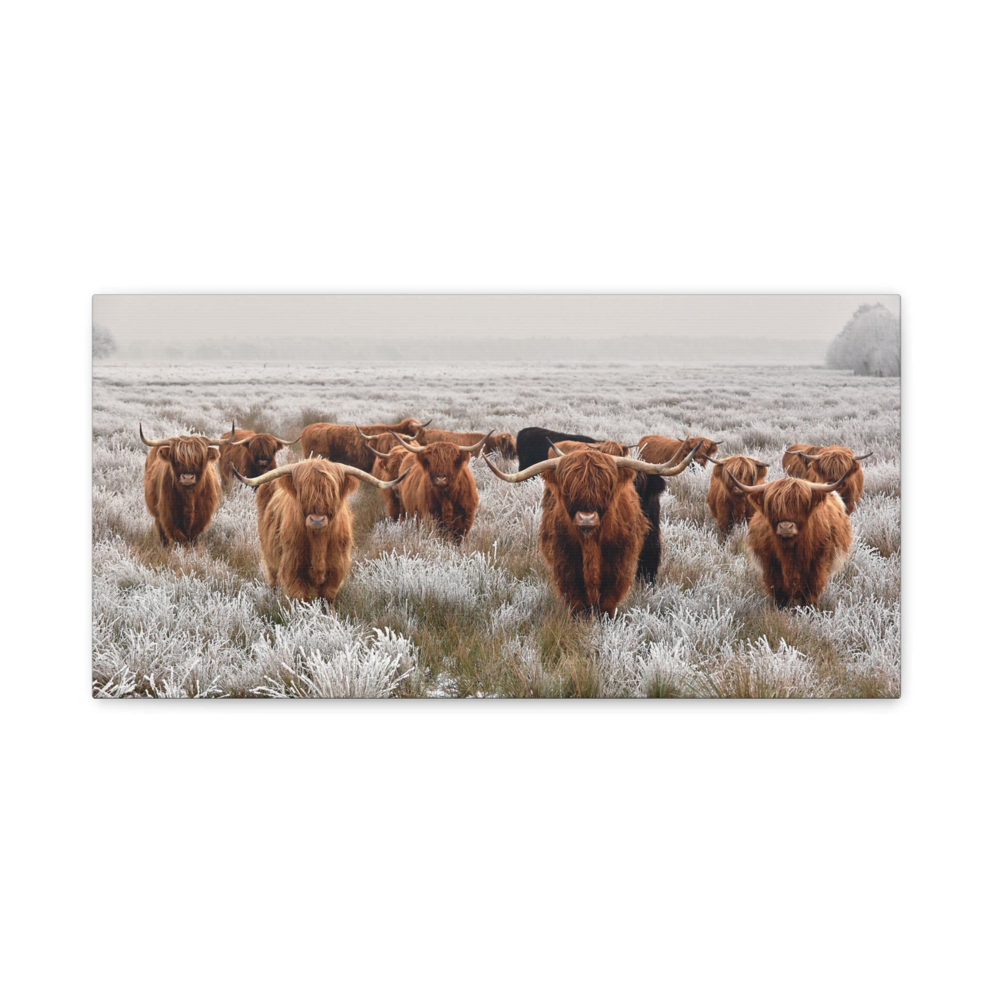 canvas-wall-art-scottish-highland-cow-longhorn-home-decor-stretched-matte-canvas-print-wall-hanging-farmhouse-art-rustic