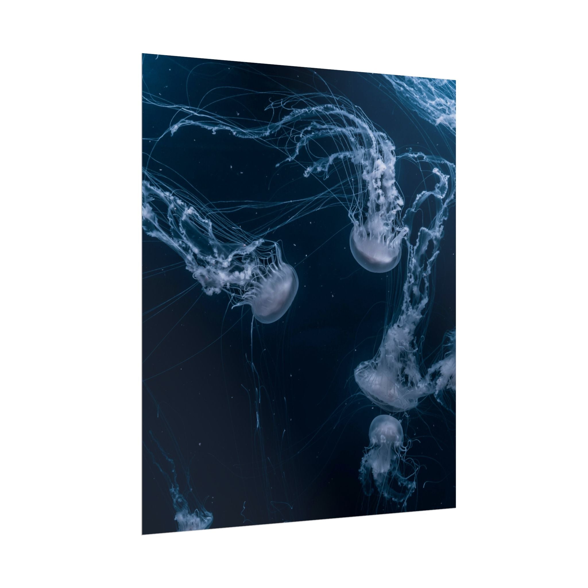 long-jellyfish-wall-art-poster-print-wall-hanging-ocean-life-deep-ocean-decor-home-decor-housewarming-gift