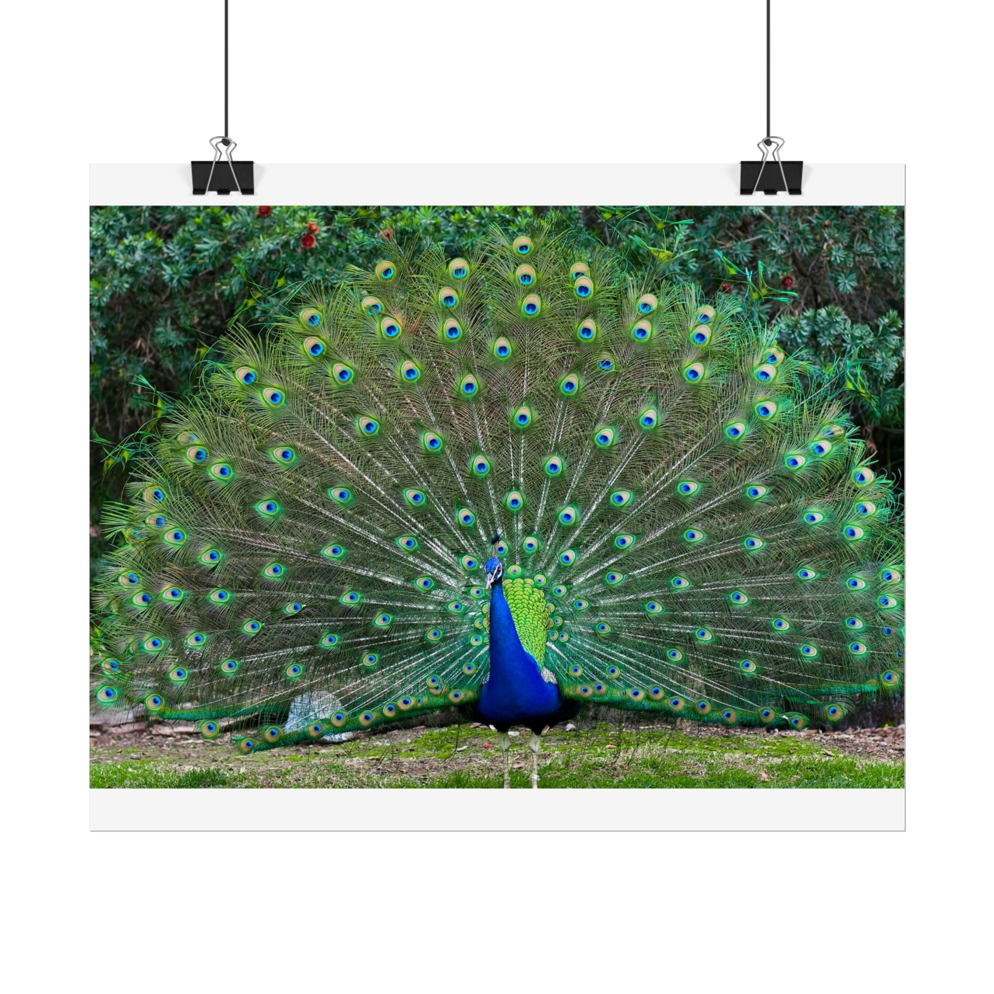 peacock-fine-art-poster-wall-art-print-gift-home-decor-rolled-posters-art-prints-unique-room-decor-animal-lover-gift-nature