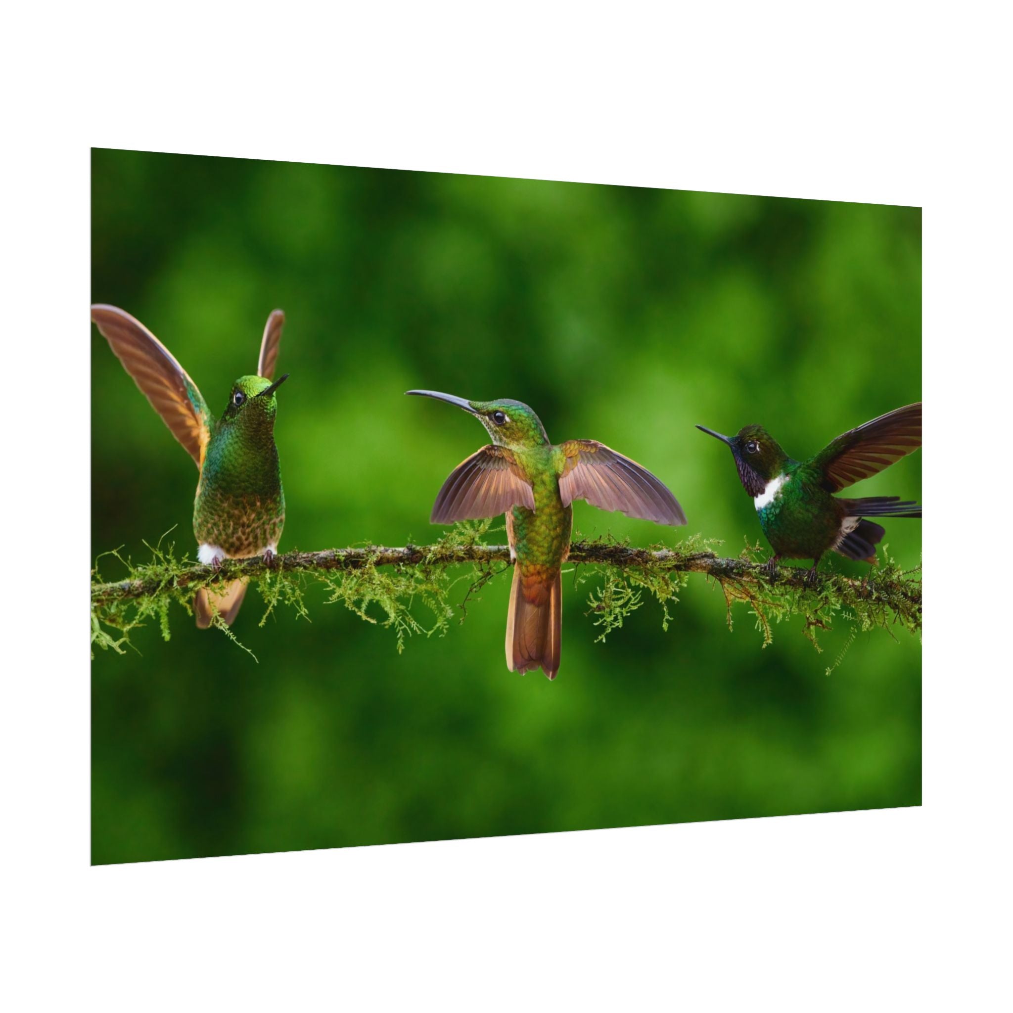 hummingbirds-poster-print-wild-birds-wall-art-home-decor-wall-decor-nature-art-gift-for-bird-lovers-panoramic