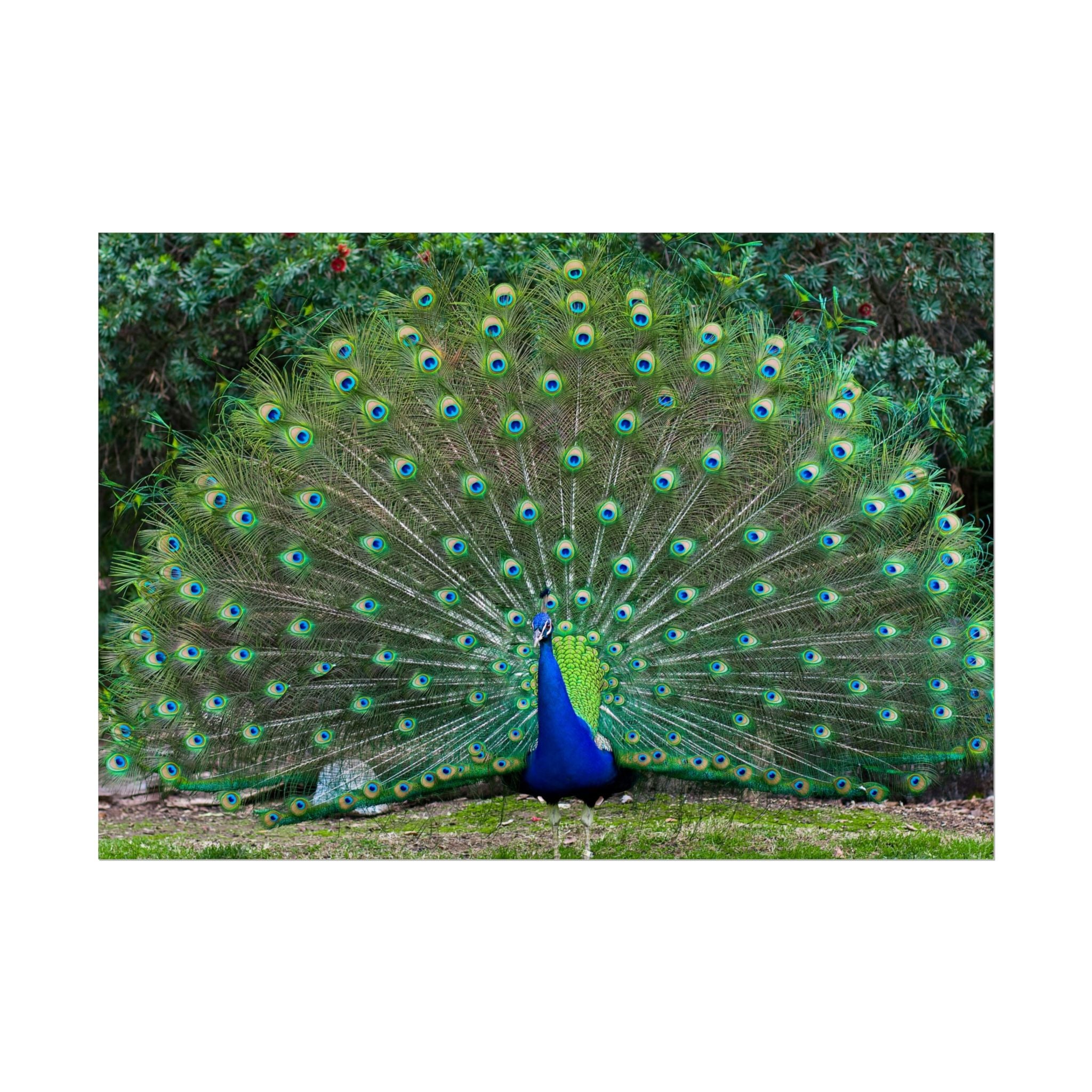 peacock-fine-art-poster-wall-art-print-gift-home-decor-rolled-posters-art-prints-unique-room-decor-animal-lover-gift-nature