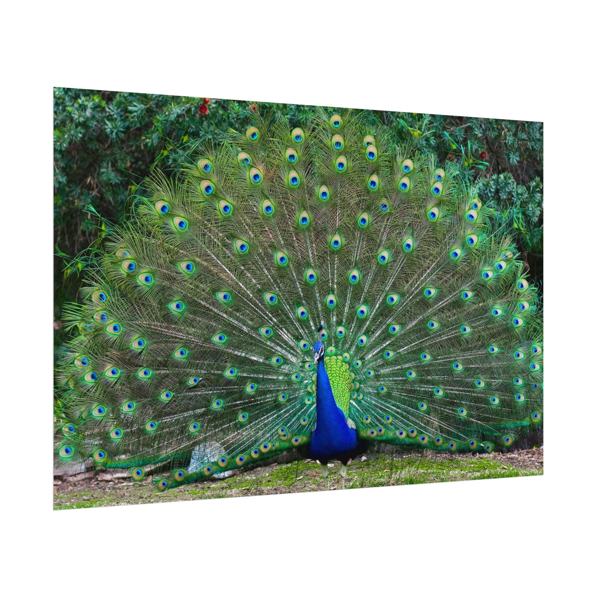 peacock-fine-art-poster-wall-art-print-gift-home-decor-rolled-posters-art-prints-unique-room-decor-animal-lover-gift-nature