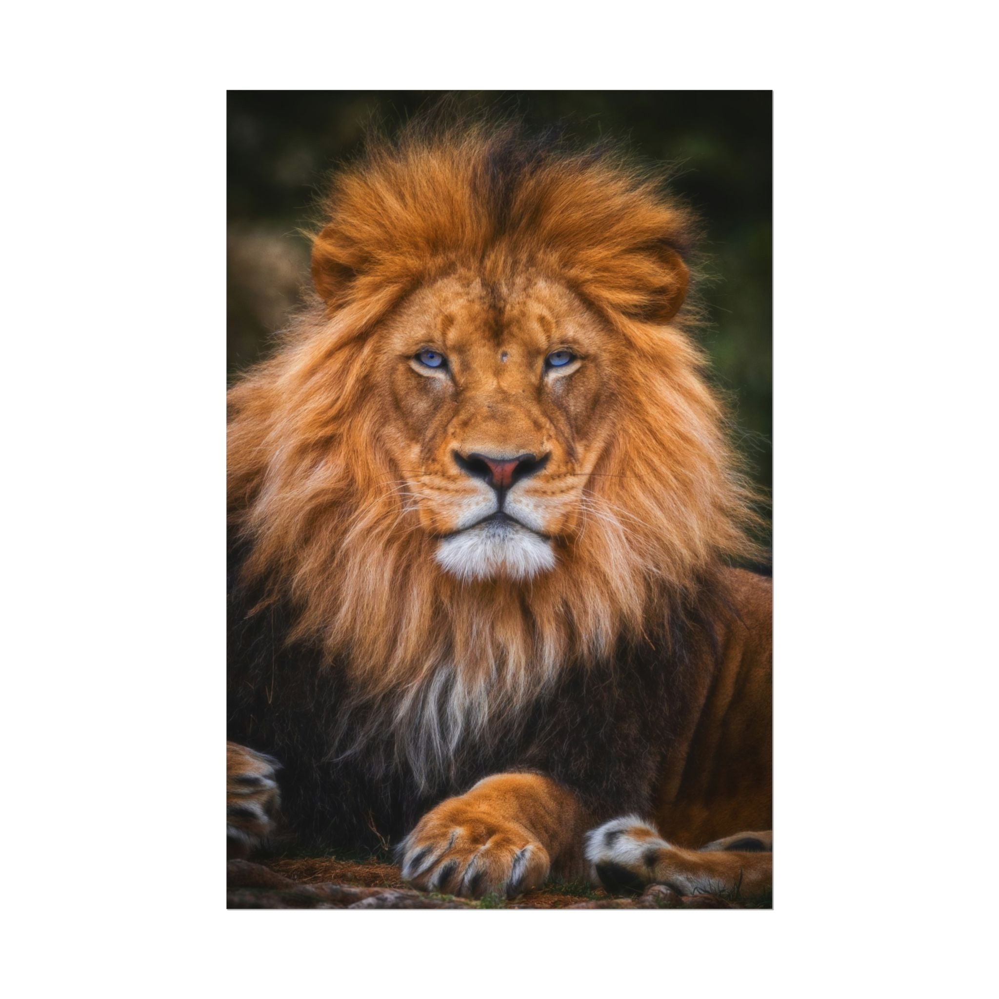 blue-eyed-lion-poster-wall-art-wildlife-home-decor-animal-lover-gift-safari-decoration-wildlife-art-print-lion-wall-decor