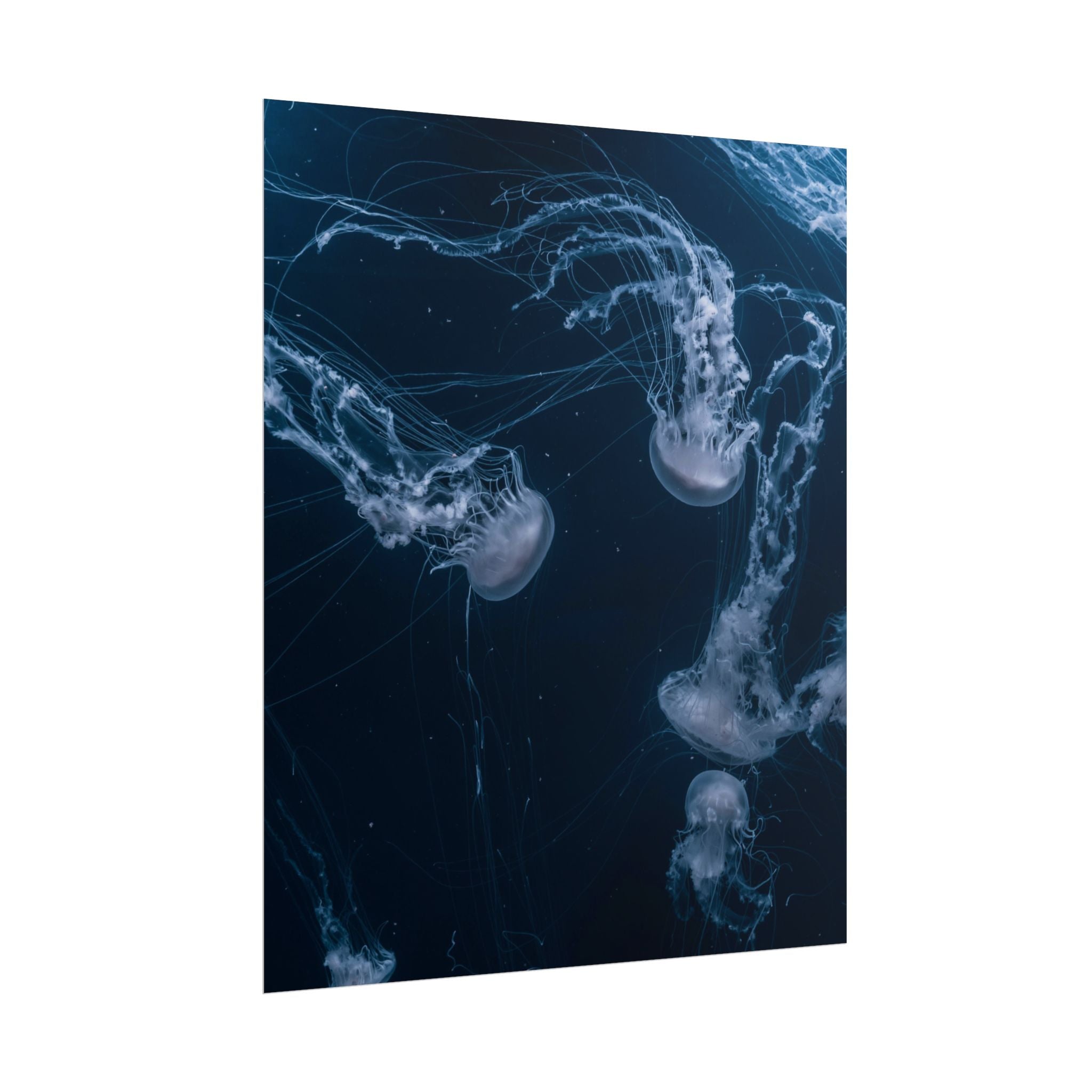 long-jellyfish-wall-art-poster-print-wall-hanging-ocean-life-deep-ocean-decor-home-decor-housewarming-gift