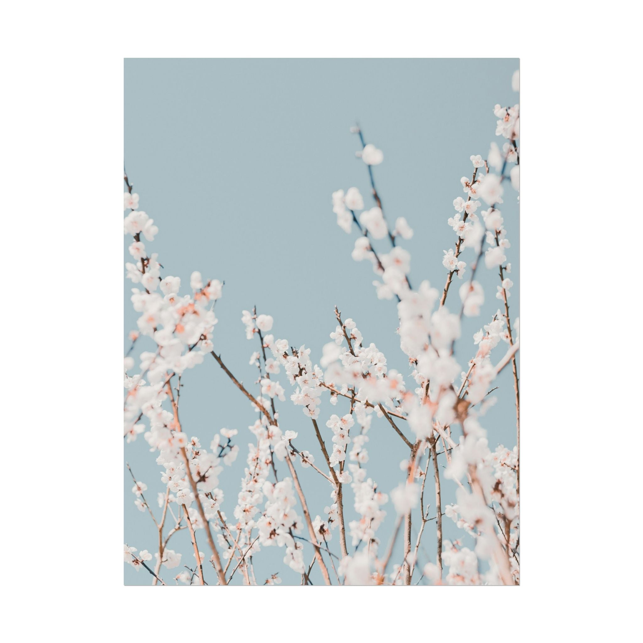 blossom-flowers-poster-print-minimalist-aesthetic-wall-art-fine-art-paper-home-decor-floral-decor-elegant-artwork