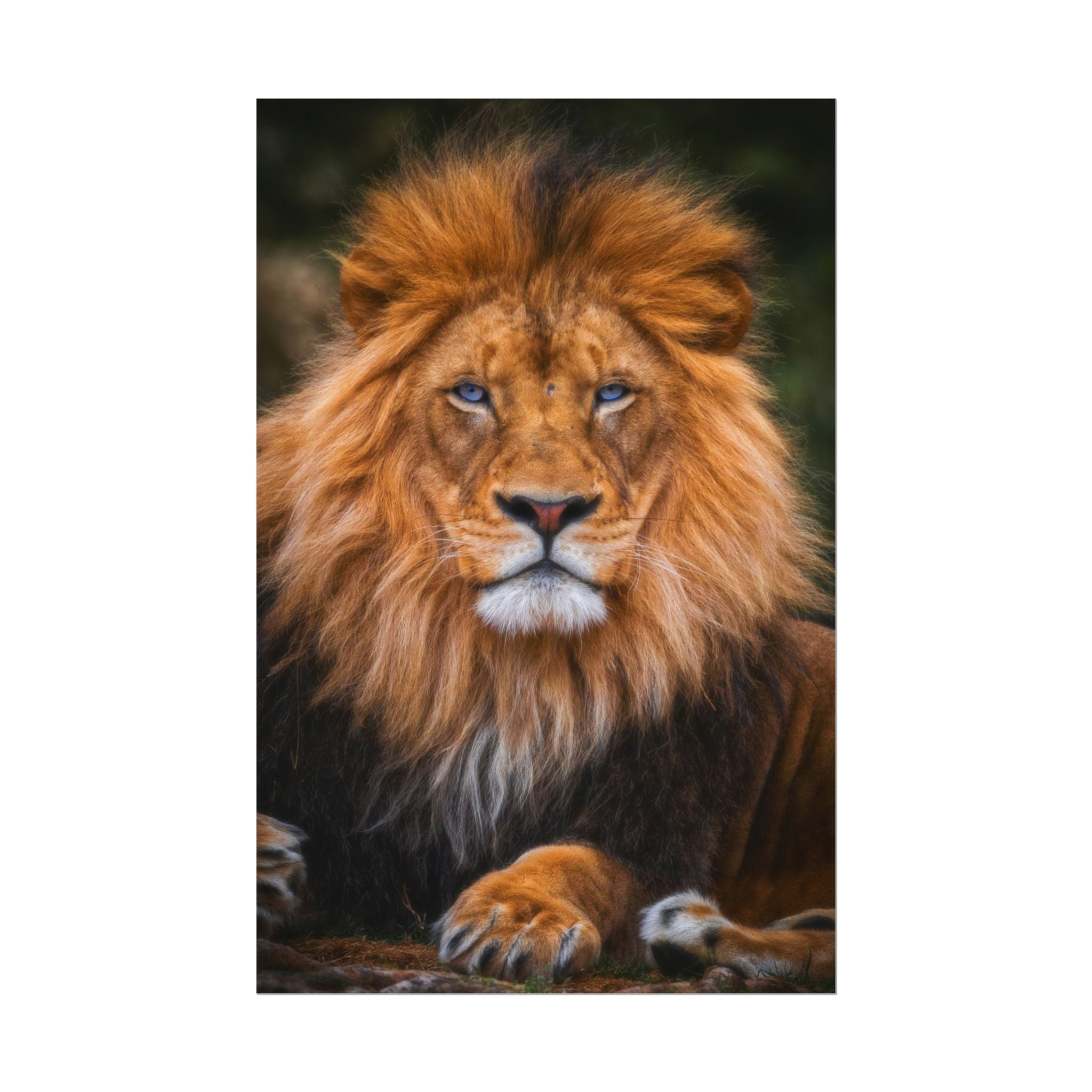 blue-eyed-lion-poster-wall-art-wildlife-home-decor-animal-lover-gift-safari-decoration-wildlife-art-print-lion-wall-decor