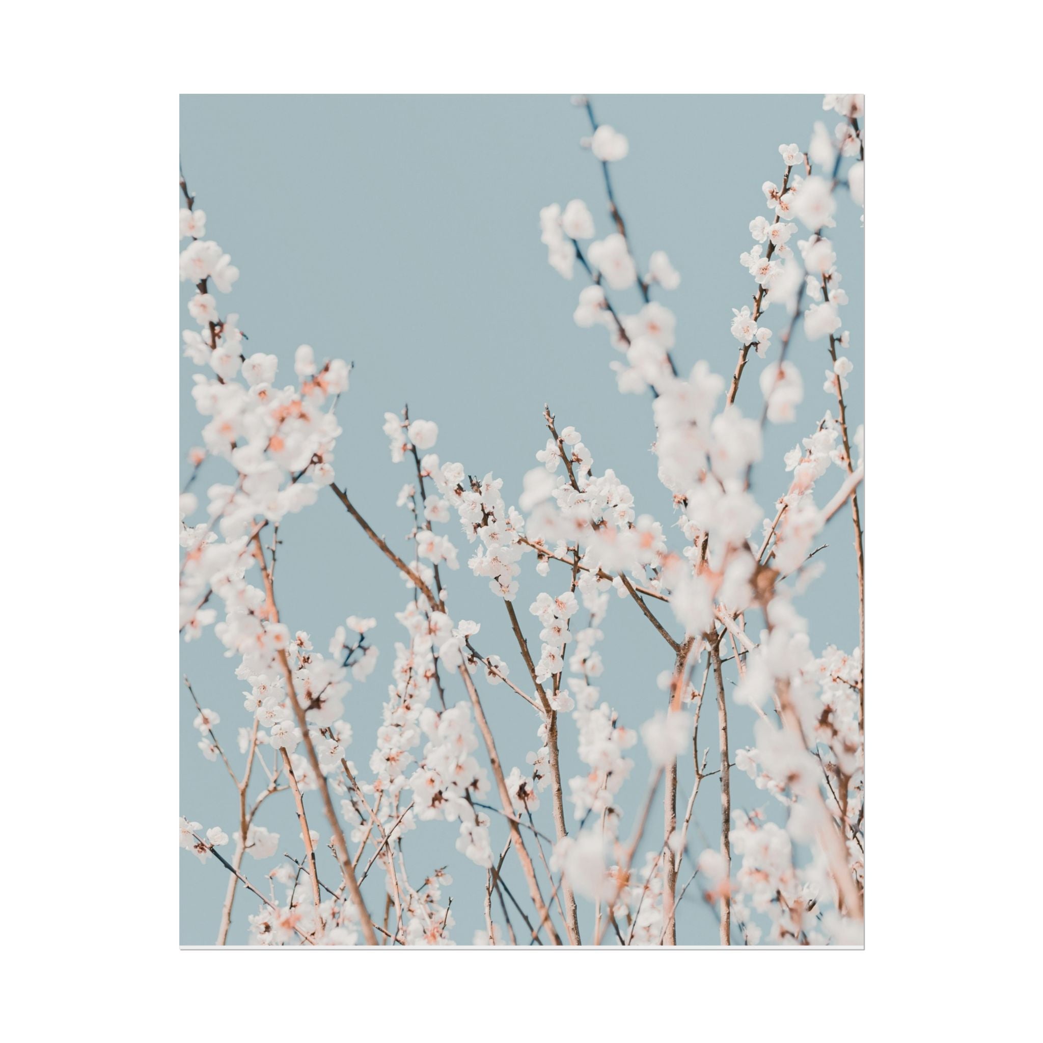blossom-flowers-poster-print-minimalist-aesthetic-wall-art-fine-art-paper-home-decor-floral-decor-elegant-artwork