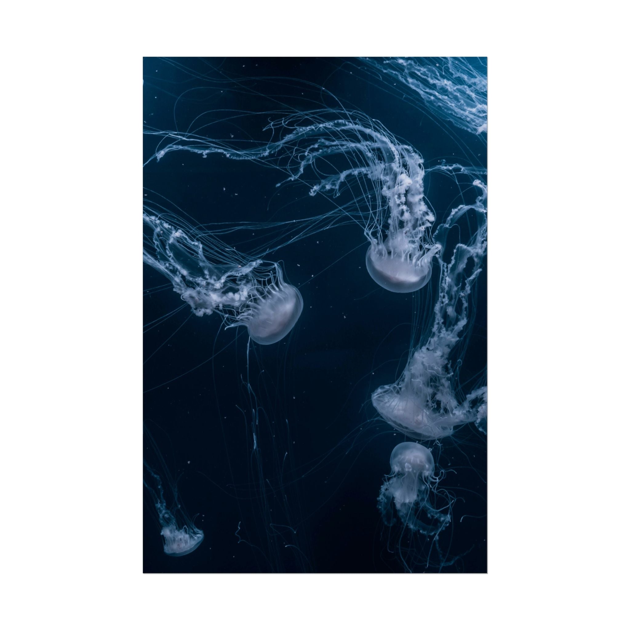 long-jellyfish-wall-art-poster-print-wall-hanging-ocean-life-deep-ocean-decor-home-decor-housewarming-gift