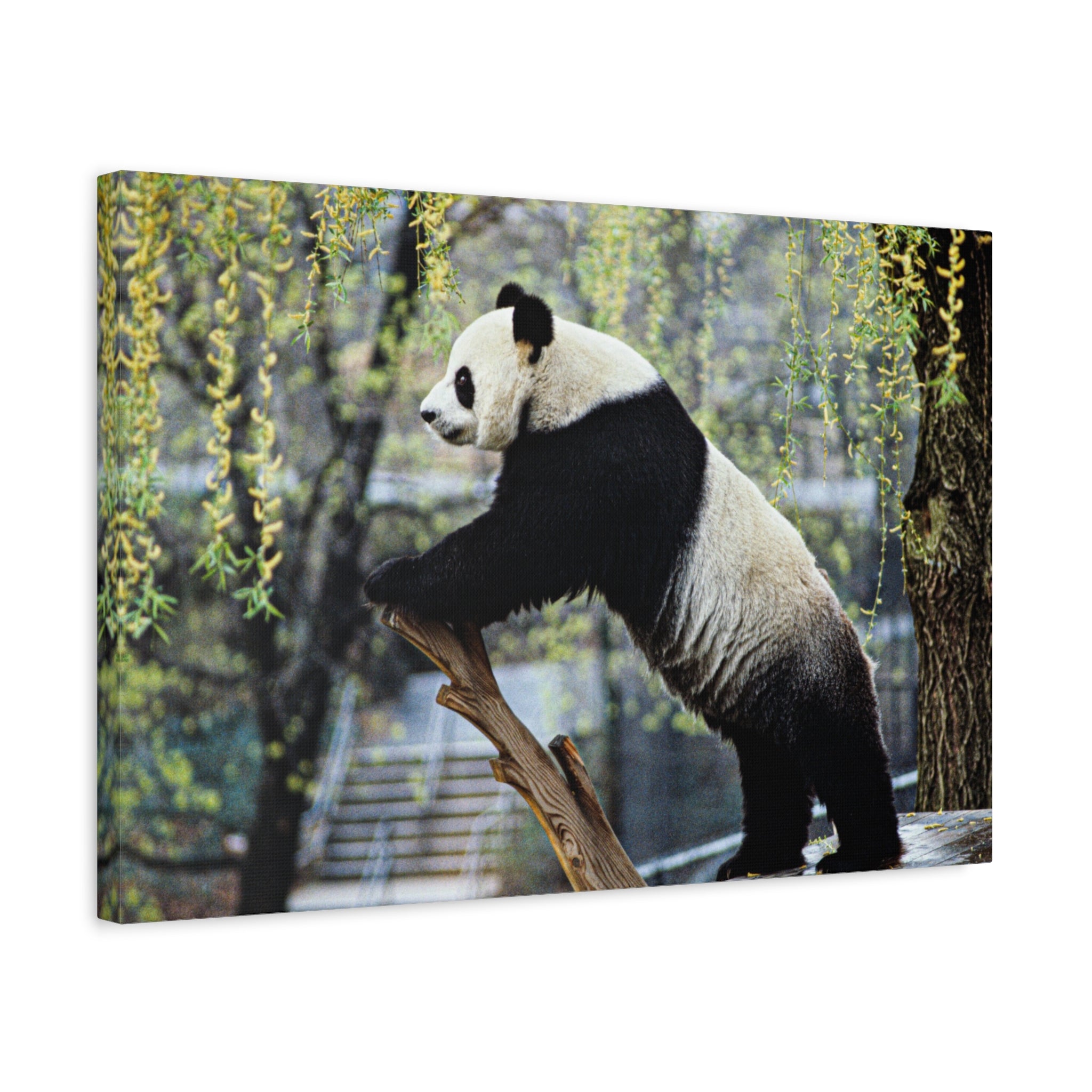 canvas-wall-art-cute-panda-wall-decor-nature-home-decor-panda-gift-panda-canvas-print-stretched-matte-canvas