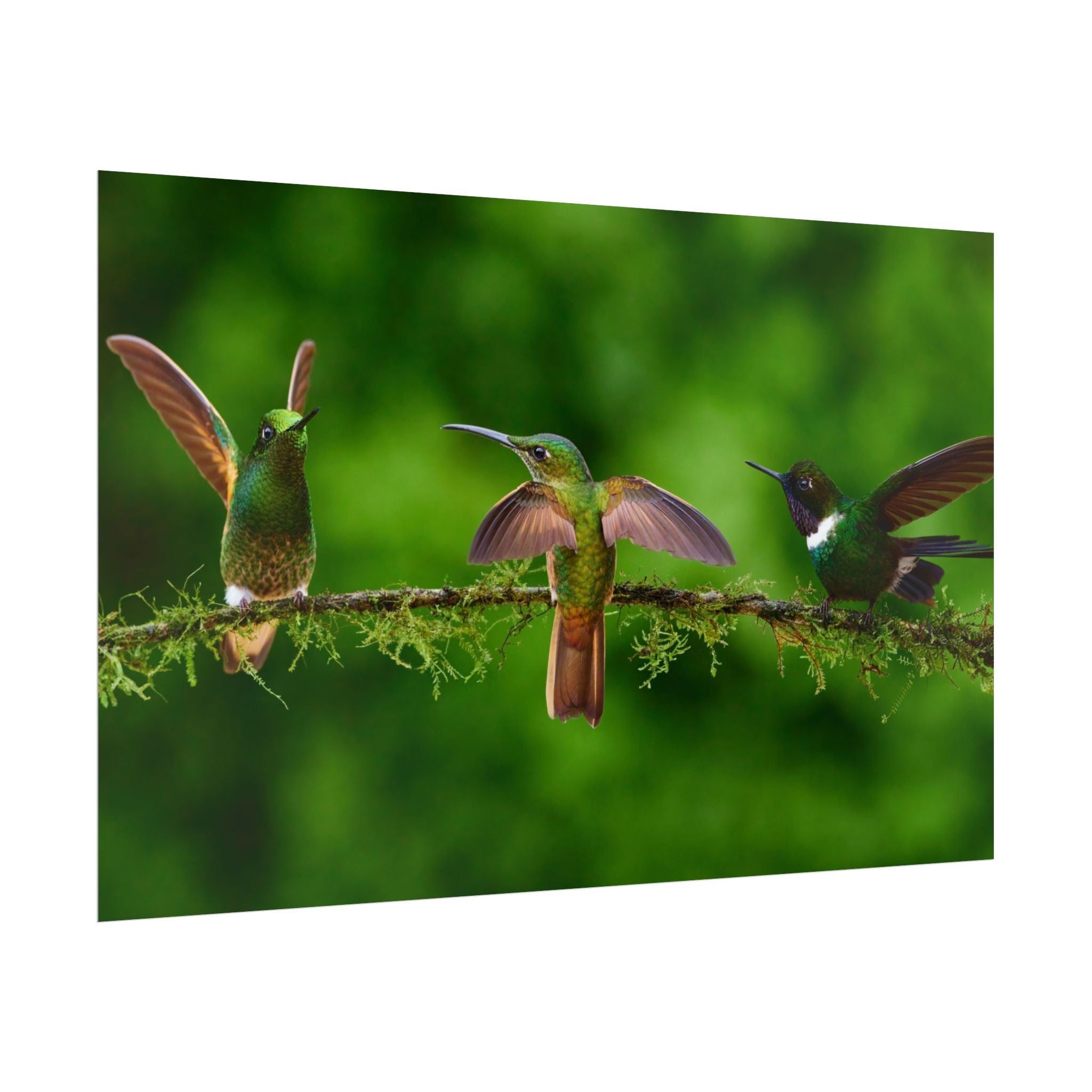 hummingbirds-poster-print-wild-birds-wall-art-home-decor-wall-decor-nature-art-gift-for-bird-lovers-panoramic