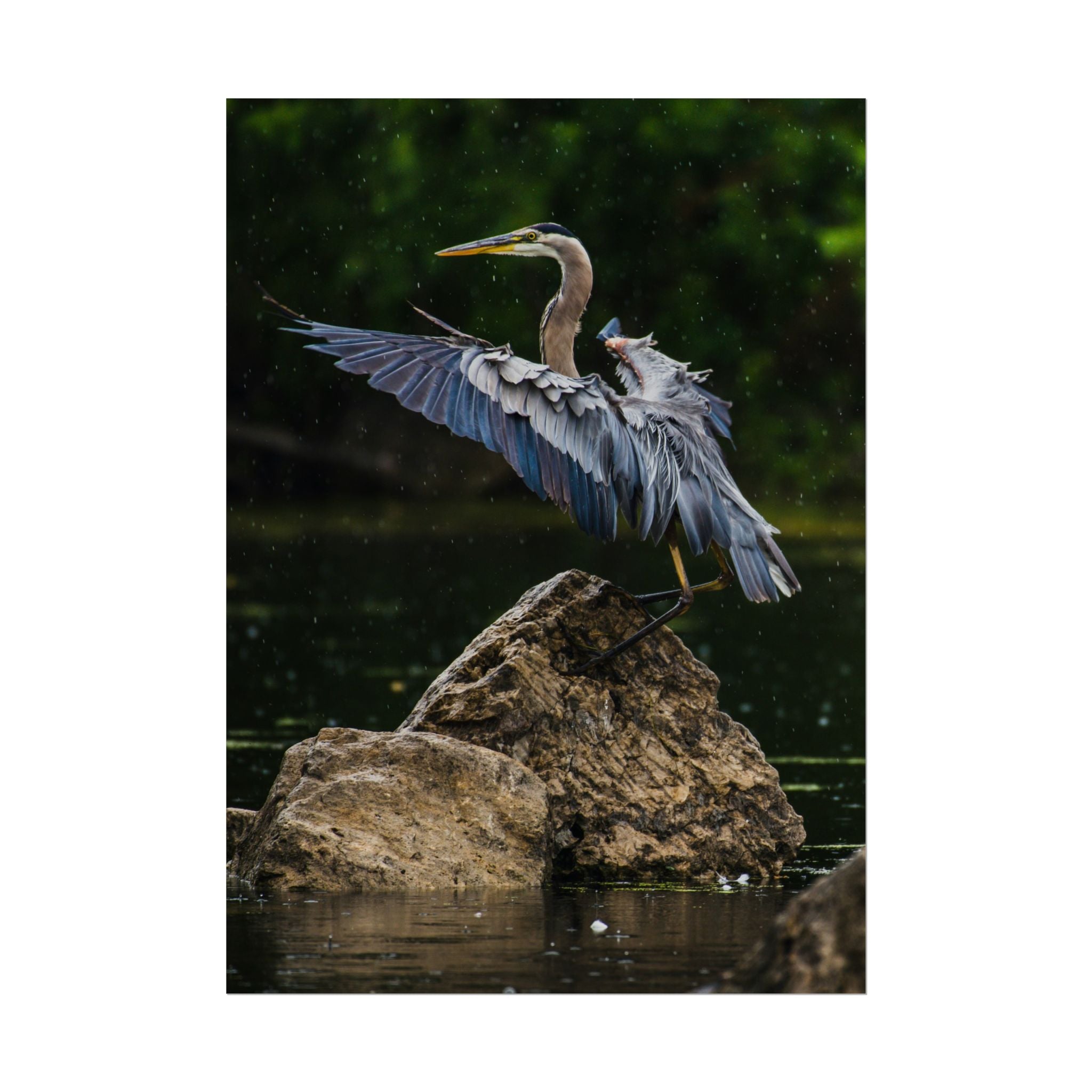 great-blue-heron-poster-wall-art-home-decor-bird-lover-gift-nature-wall-hanging-wildlife-poster