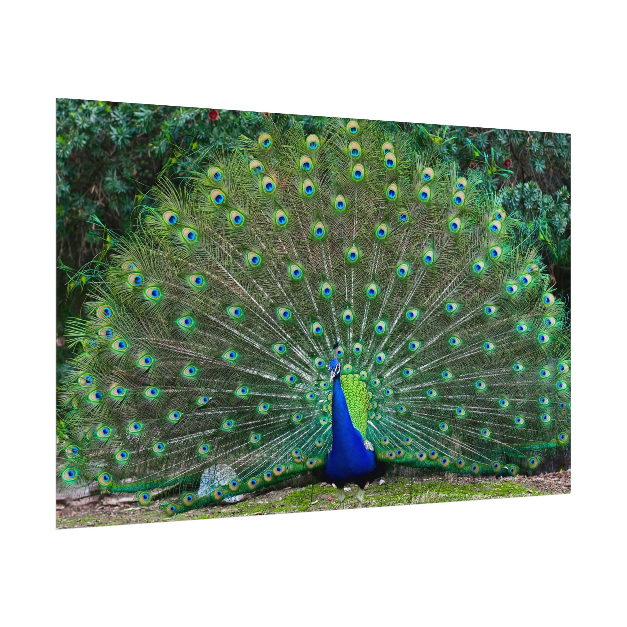 peacock-fine-art-poster-wall-art-print-gift-home-decor-rolled-posters-art-prints-unique-room-decor-animal-lover-gift-nature