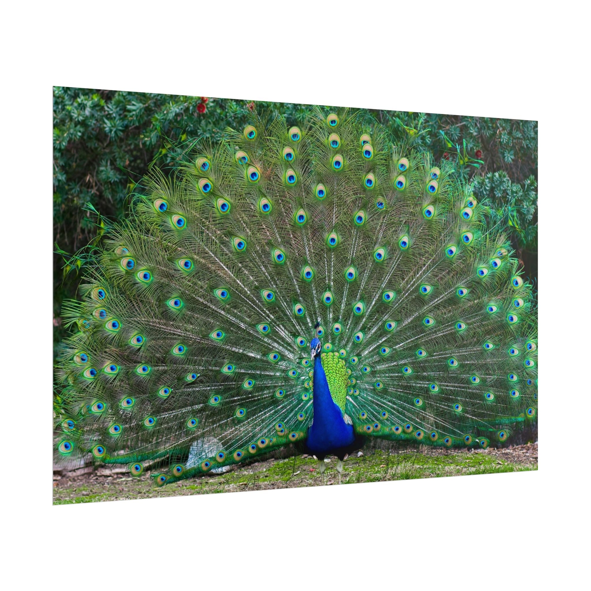 peacock-fine-art-poster-wall-art-print-gift-home-decor-rolled-posters-art-prints-unique-room-decor-animal-lover-gift-nature