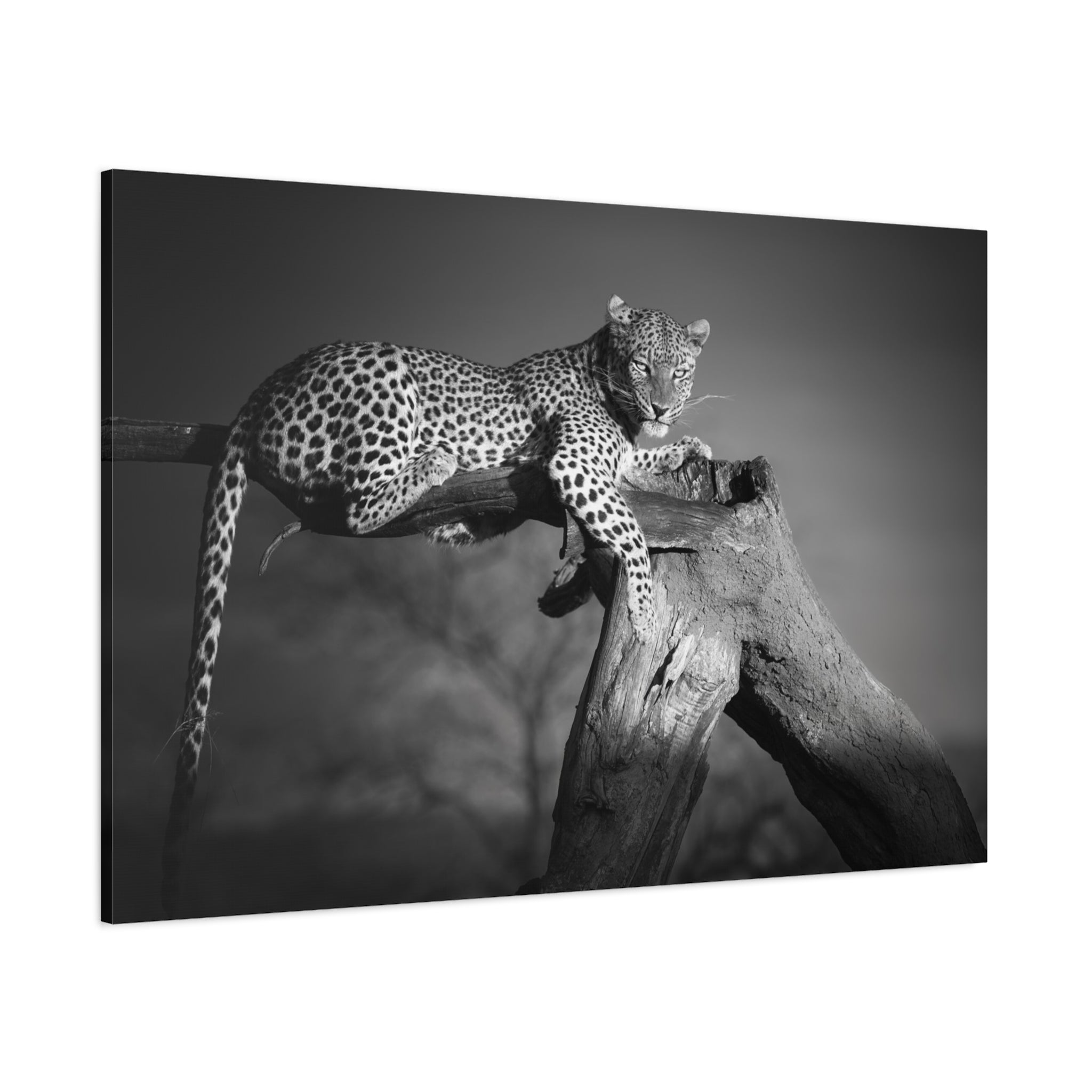 canvas-print-leopard-africa-savanna-wall-decor-black-and-white-photography-living-room-art-stretched-matte-canvas-home-decor-