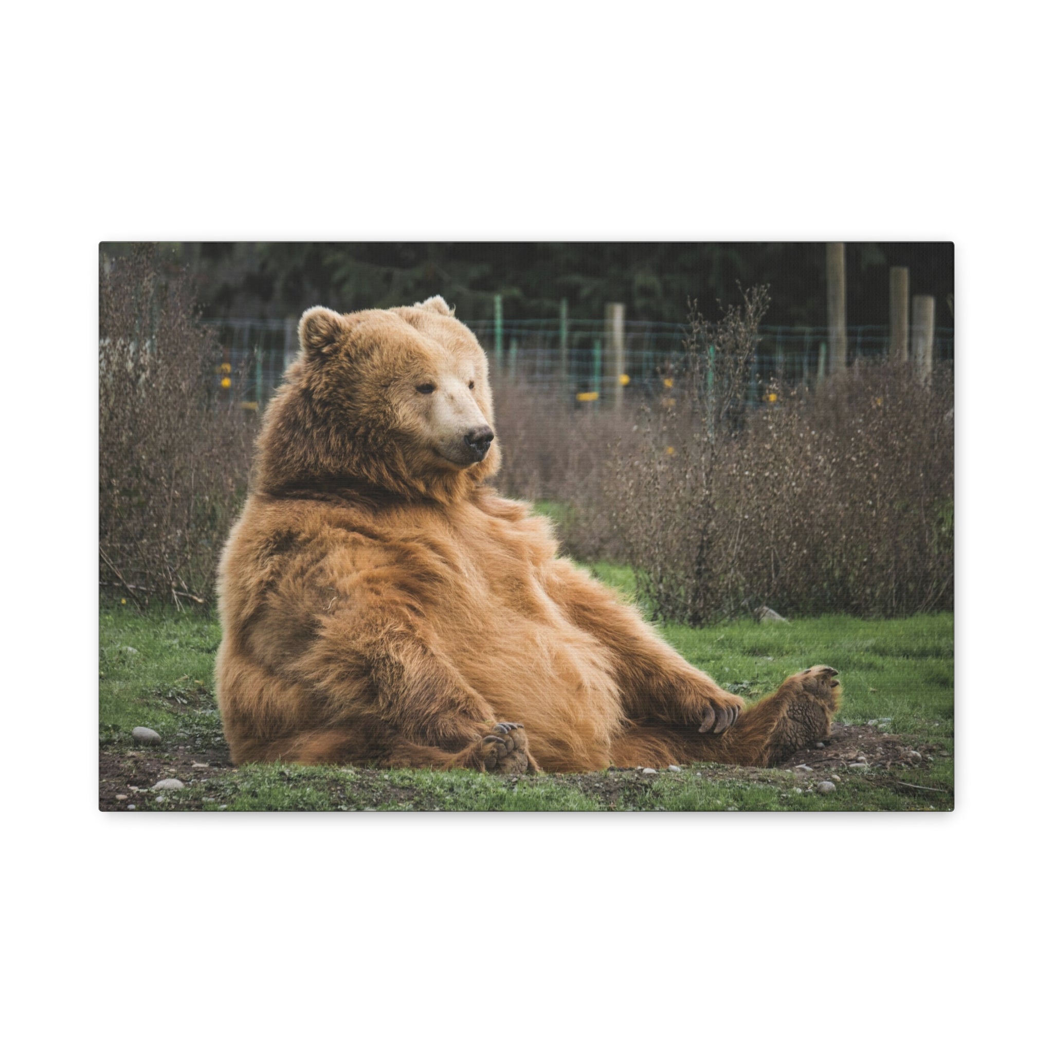 canvas-print-sitting-bear-nature-animal-art-wall-decor-wildlife-artwork-forest-cabin-decor-woodland-nursery-wall-art-outdoor-