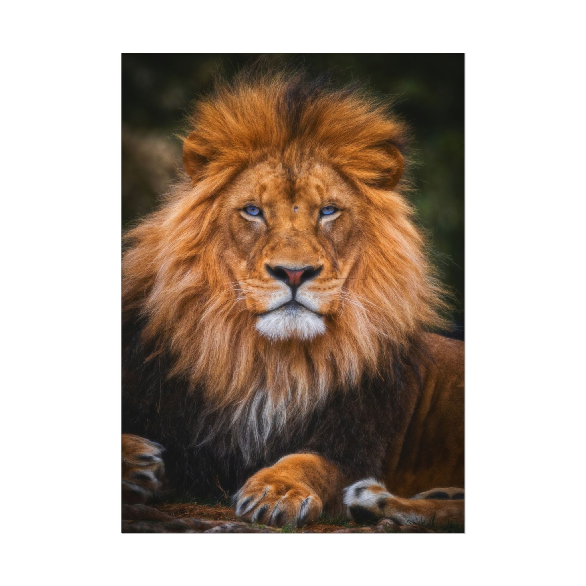 blue-eyed-lion-poster-wall-art-wildlife-home-decor-animal-lover-gift-safari-decoration-wildlife-art-print-lion-wall-decor