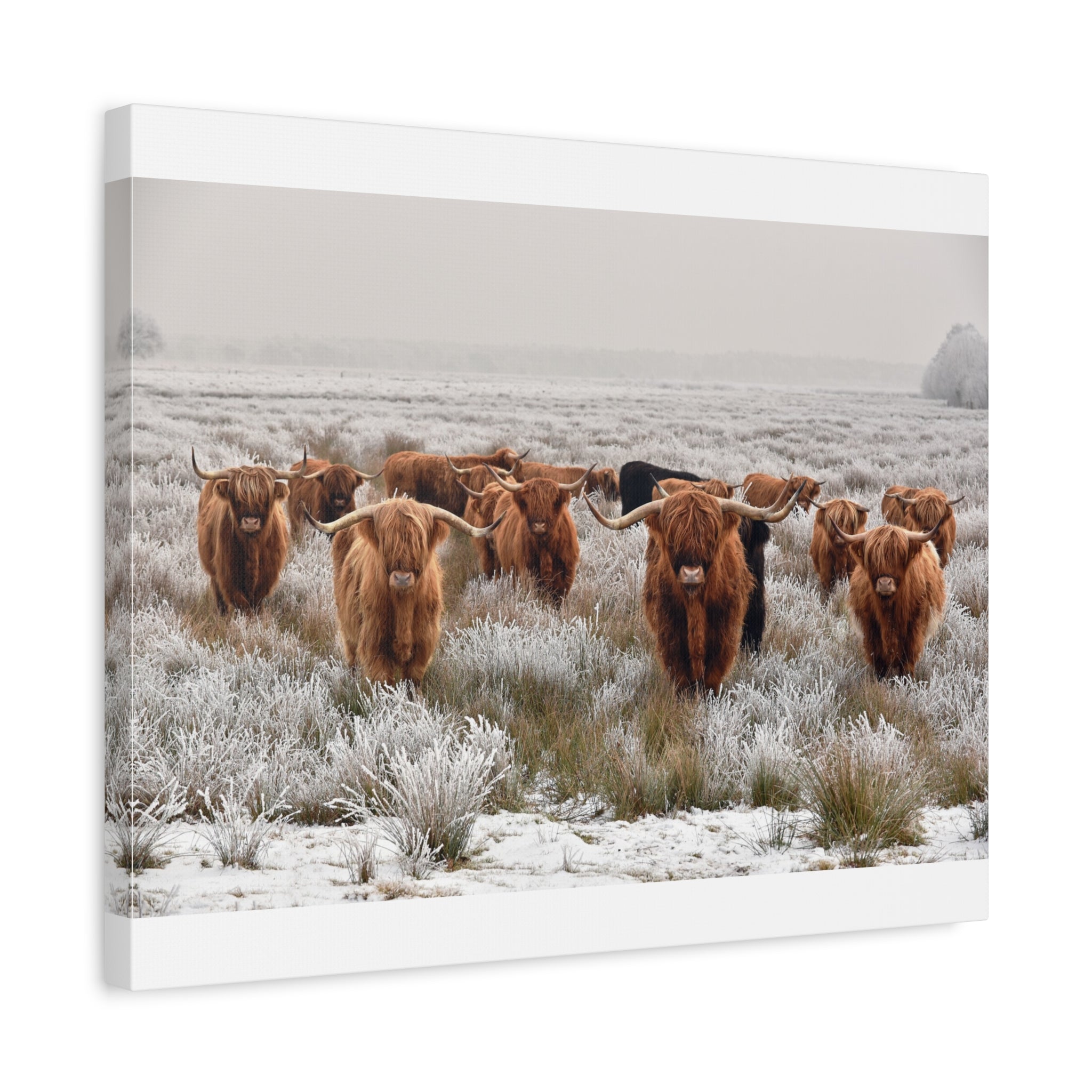 canvas-wall-art-scottish-highland-cow-longhorn-home-decor-stretched-matte-canvas-print-wall-hanging-farmhouse-art-rustic