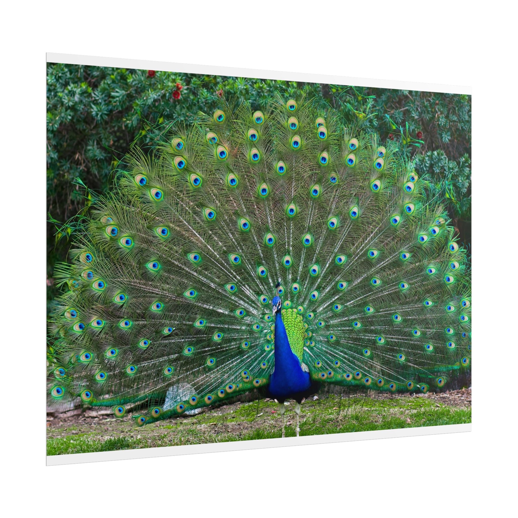 peacock-fine-art-poster-wall-art-print-gift-home-decor-rolled-posters-art-prints-unique-room-decor-animal-lover-gift-nature