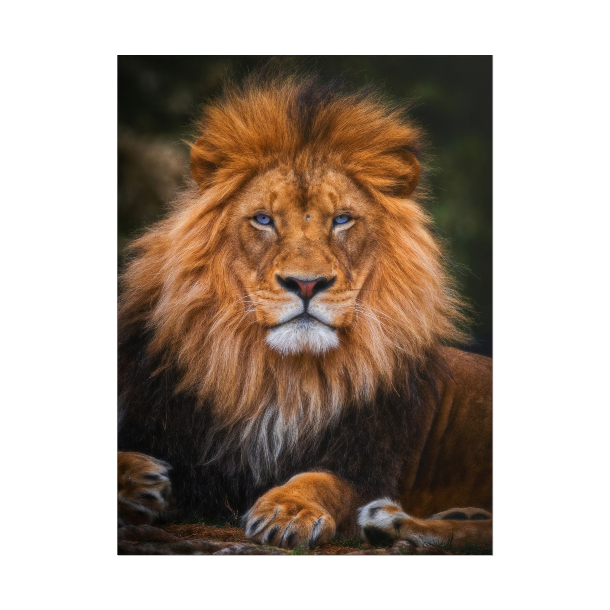 blue-eyed-lion-poster-wall-art-wildlife-home-decor-animal-lover-gift-safari-decoration-wildlife-art-print-lion-wall-decor
