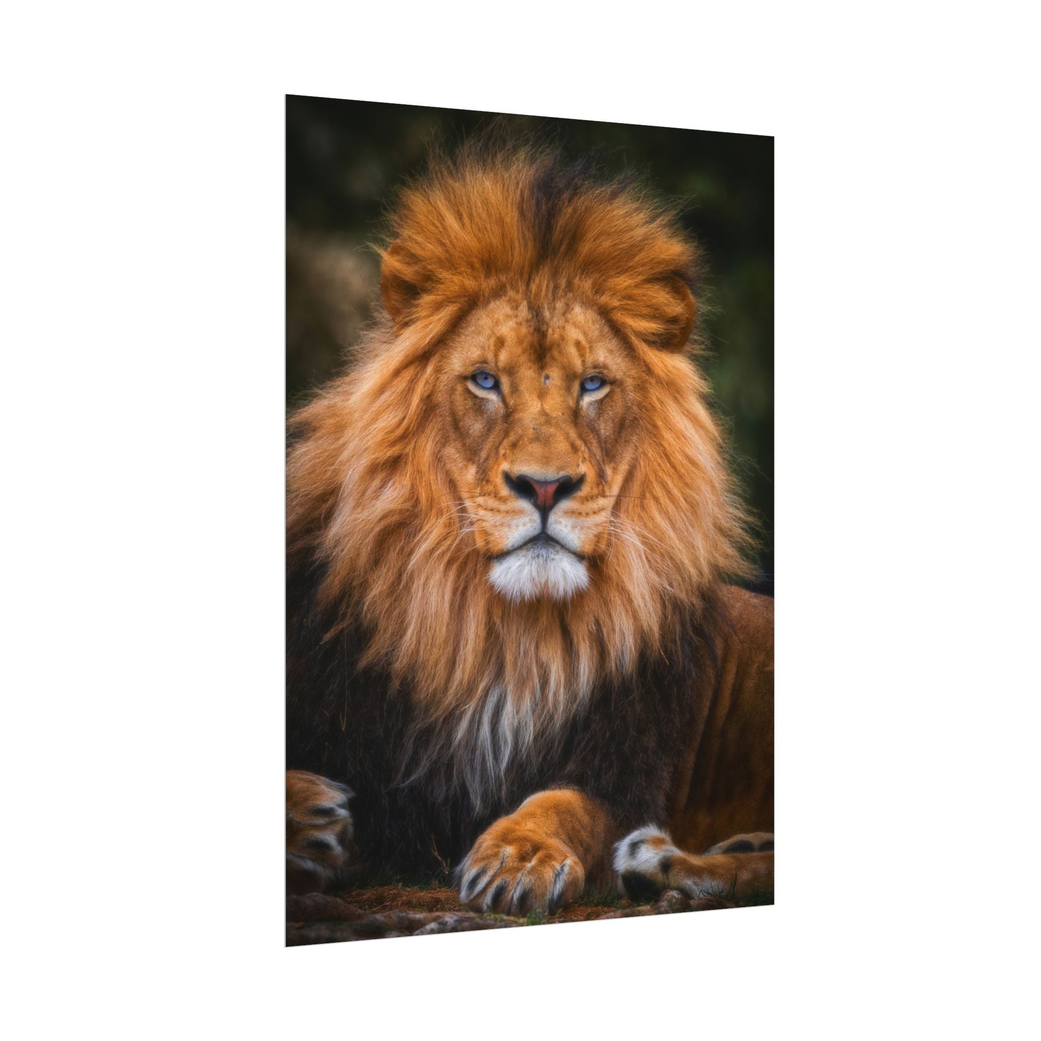 blue-eyed-lion-poster-wall-art-wildlife-home-decor-animal-lover-gift-safari-decoration-wildlife-art-print-lion-wall-decor