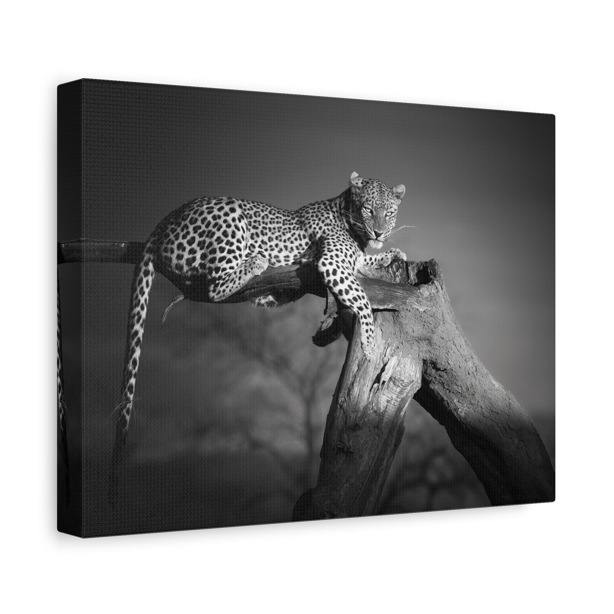 canvas-print-leopard-africa-savanna-wall-decor-black-and-white-photography-living-room-art-stretched-matte-canvas-home-decor-