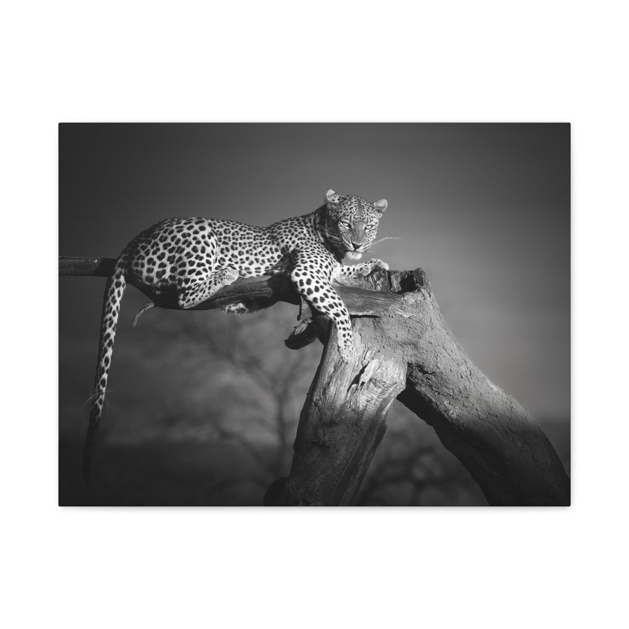 canvas-print-leopard-africa-savanna-wall-decor-black-and-white-photography-living-room-art-stretched-matte-canvas-home-decor-