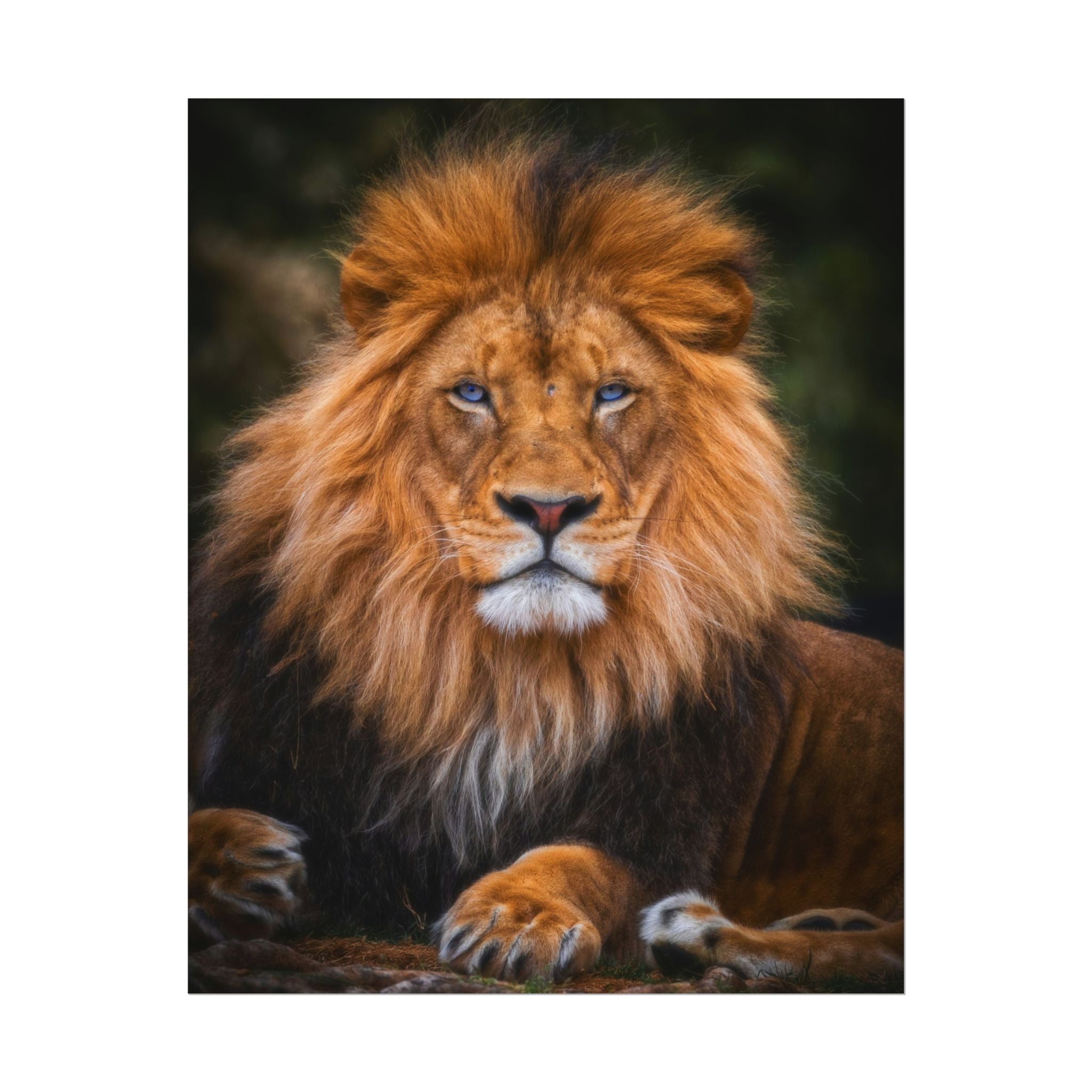 blue-eyed-lion-poster-wall-art-wildlife-home-decor-animal-lover-gift-safari-decoration-wildlife-art-print-lion-wall-decor