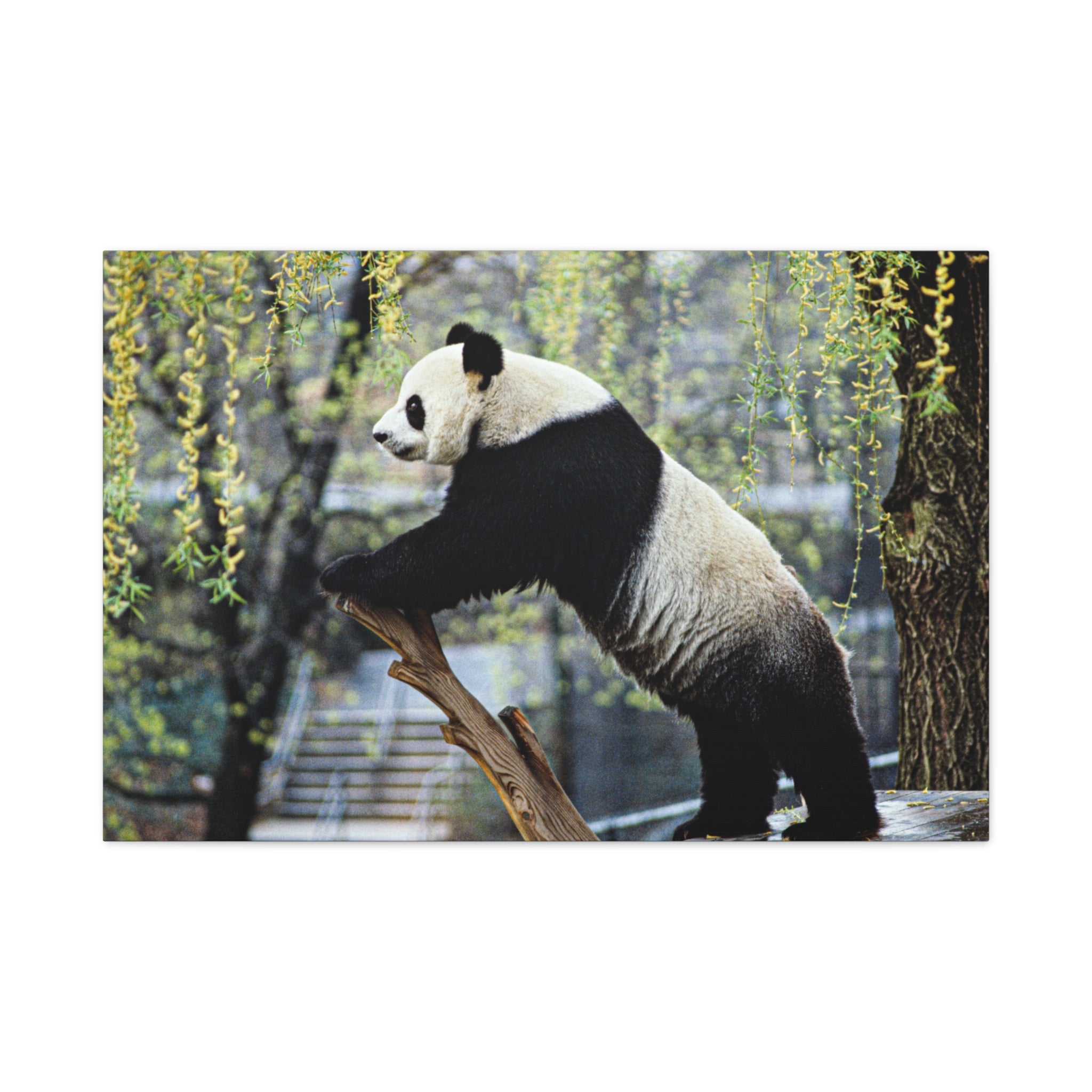 canvas-wall-art-cute-panda-wall-decor-nature-home-decor-panda-gift-panda-canvas-print-stretched-matte-canvas