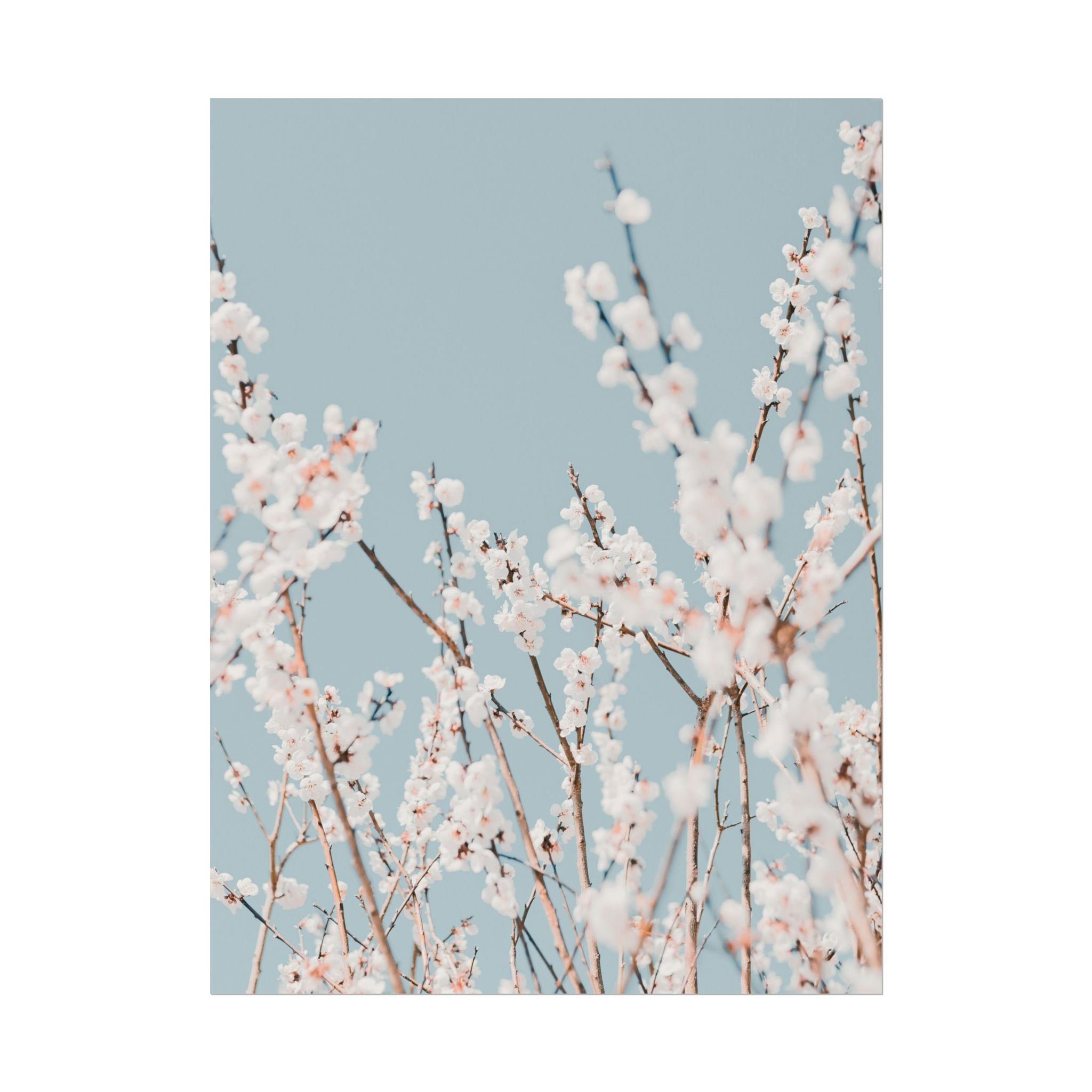 blossom-flowers-poster-print-minimalist-aesthetic-wall-art-fine-art-paper-home-decor-floral-decor-elegant-artwork