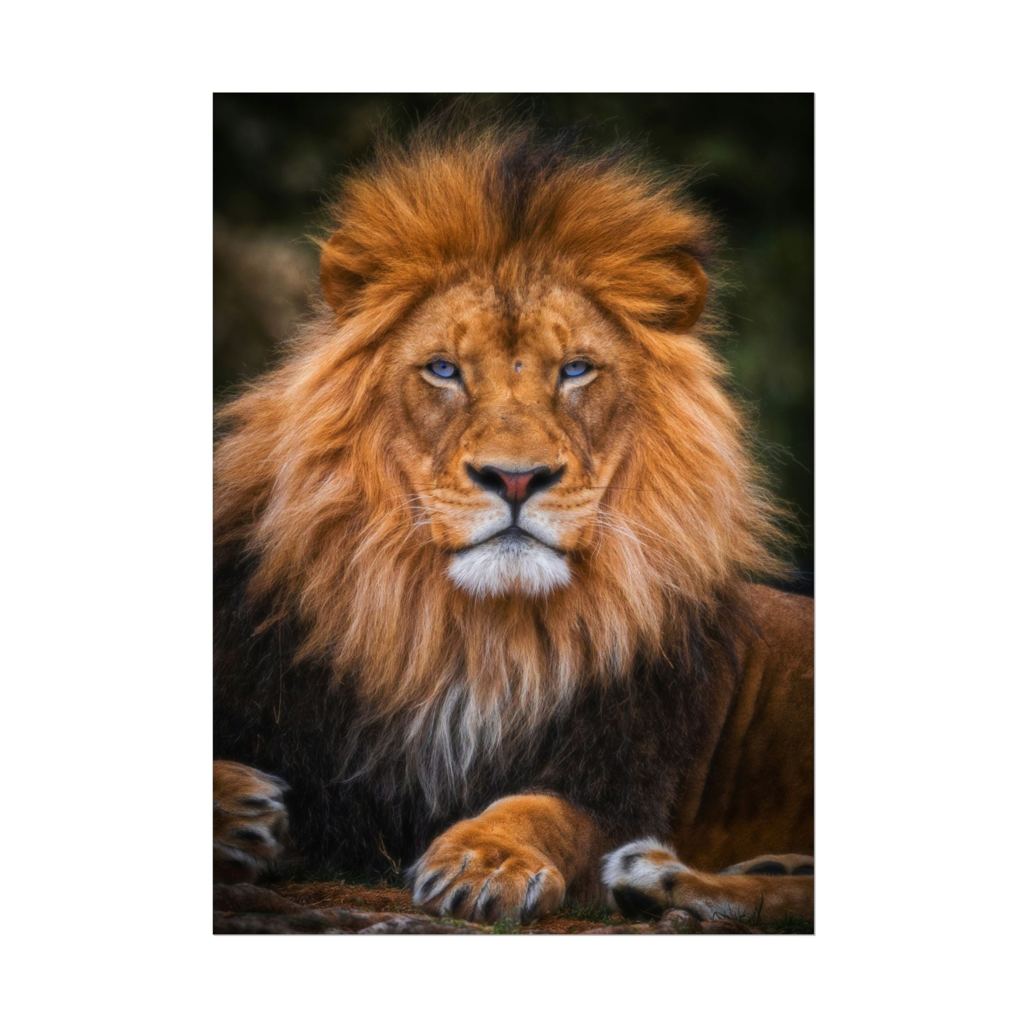 blue-eyed-lion-poster-wall-art-wildlife-home-decor-animal-lover-gift-safari-decoration-wildlife-art-print-lion-wall-decor