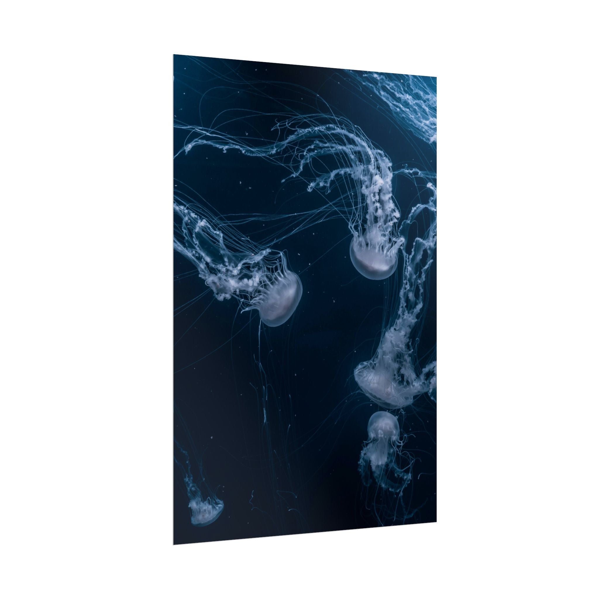 long-jellyfish-wall-art-poster-print-wall-hanging-ocean-life-deep-ocean-decor-home-decor-housewarming-gift