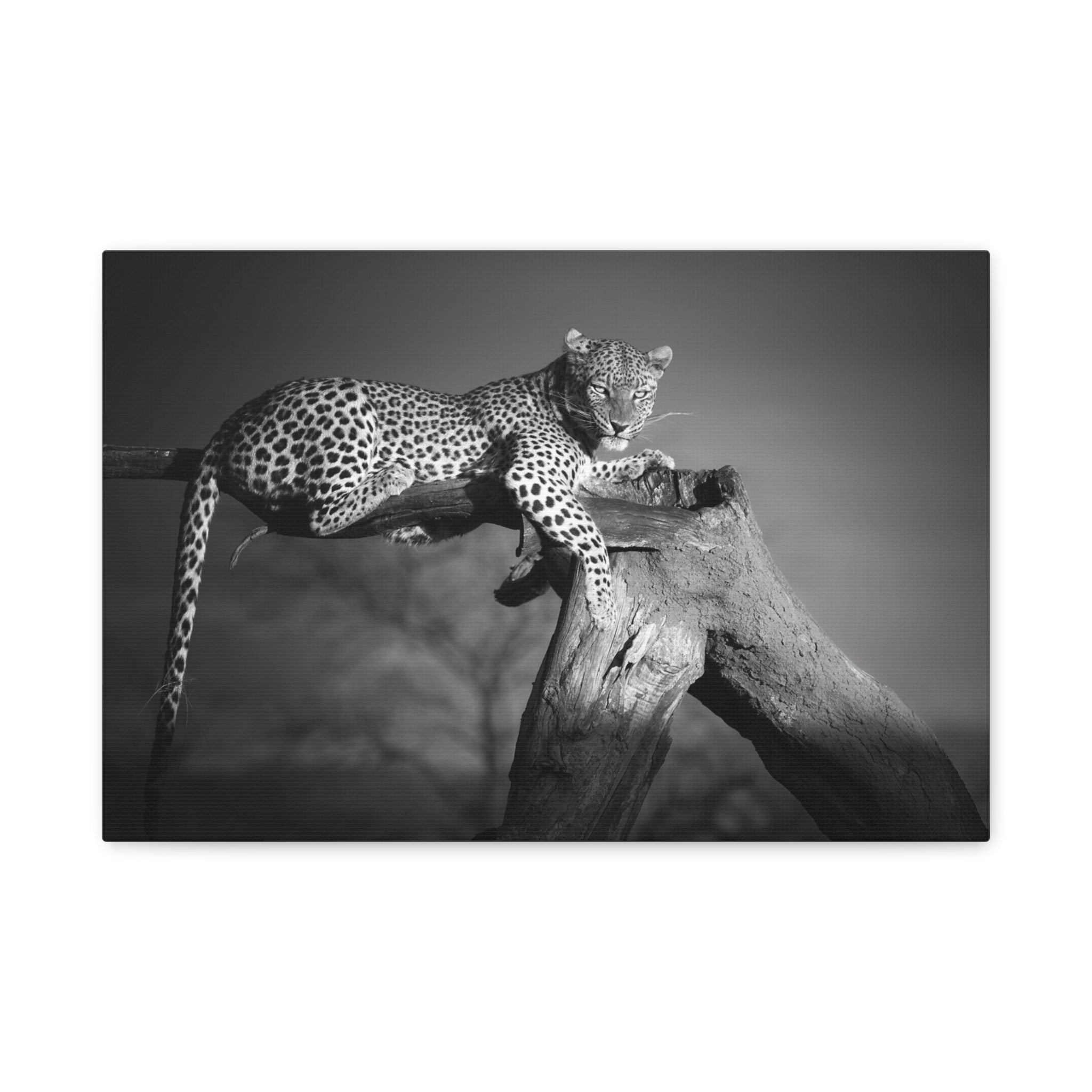 canvas-print-leopard-africa-savanna-wall-decor-black-and-white-photography-living-room-art-stretched-matte-canvas-home-decor-
